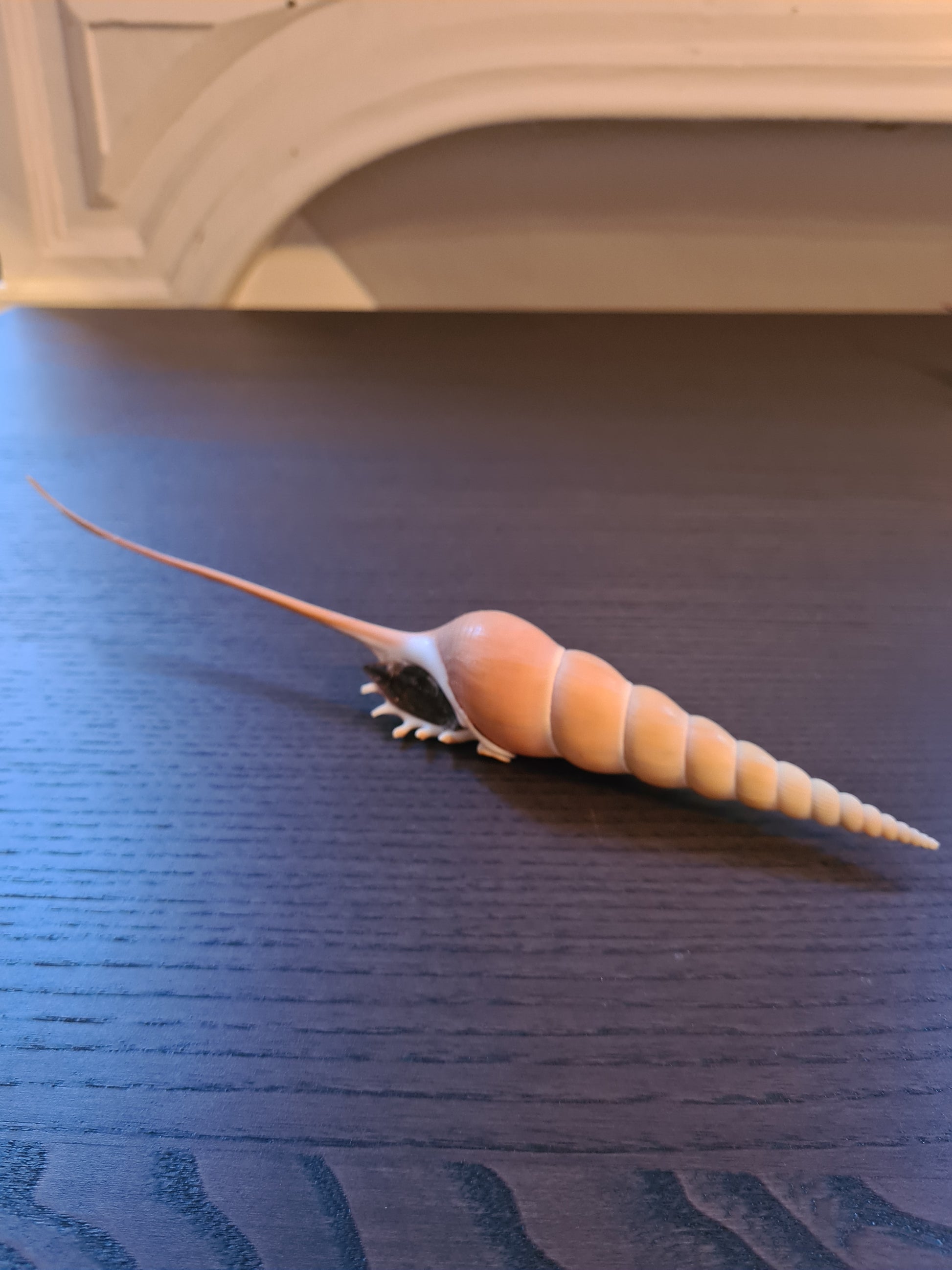 Coquillage Tibia Martini