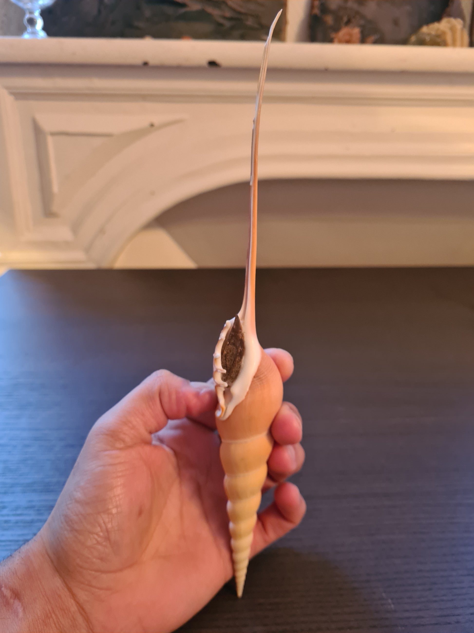 Coquillage Tibia Martini