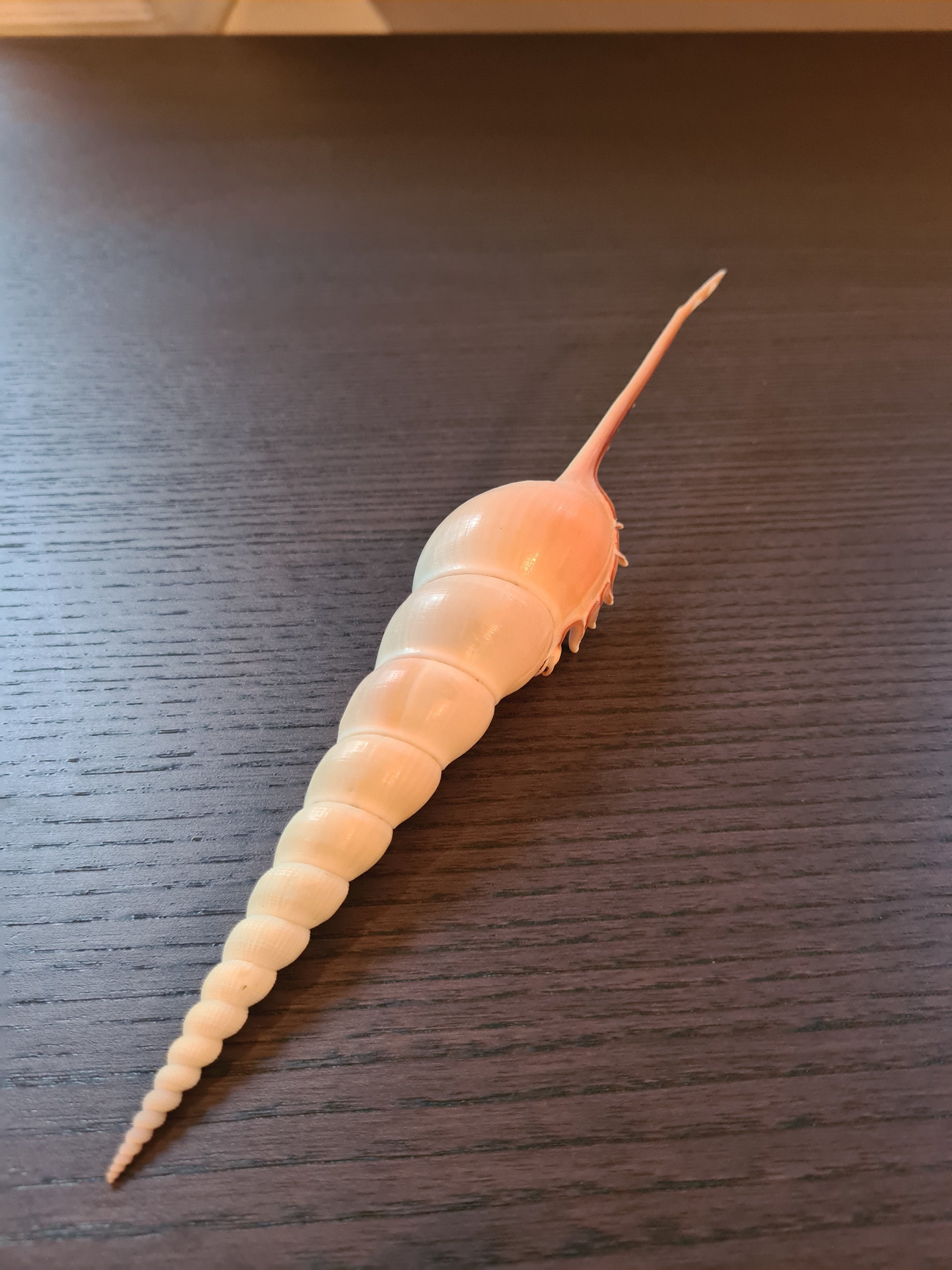 Coquillage Tibia Martini