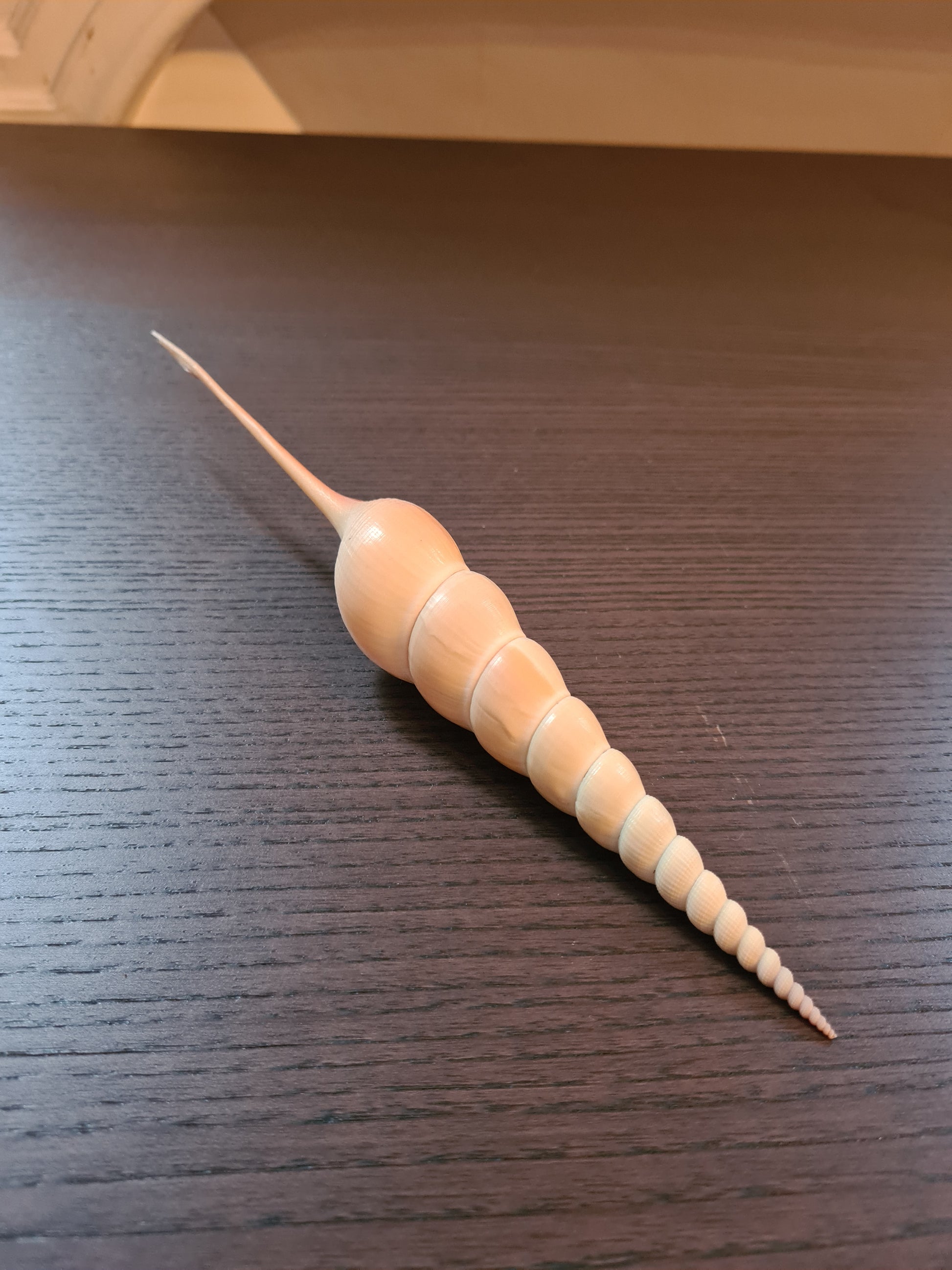 Coquillage Tibia Martini