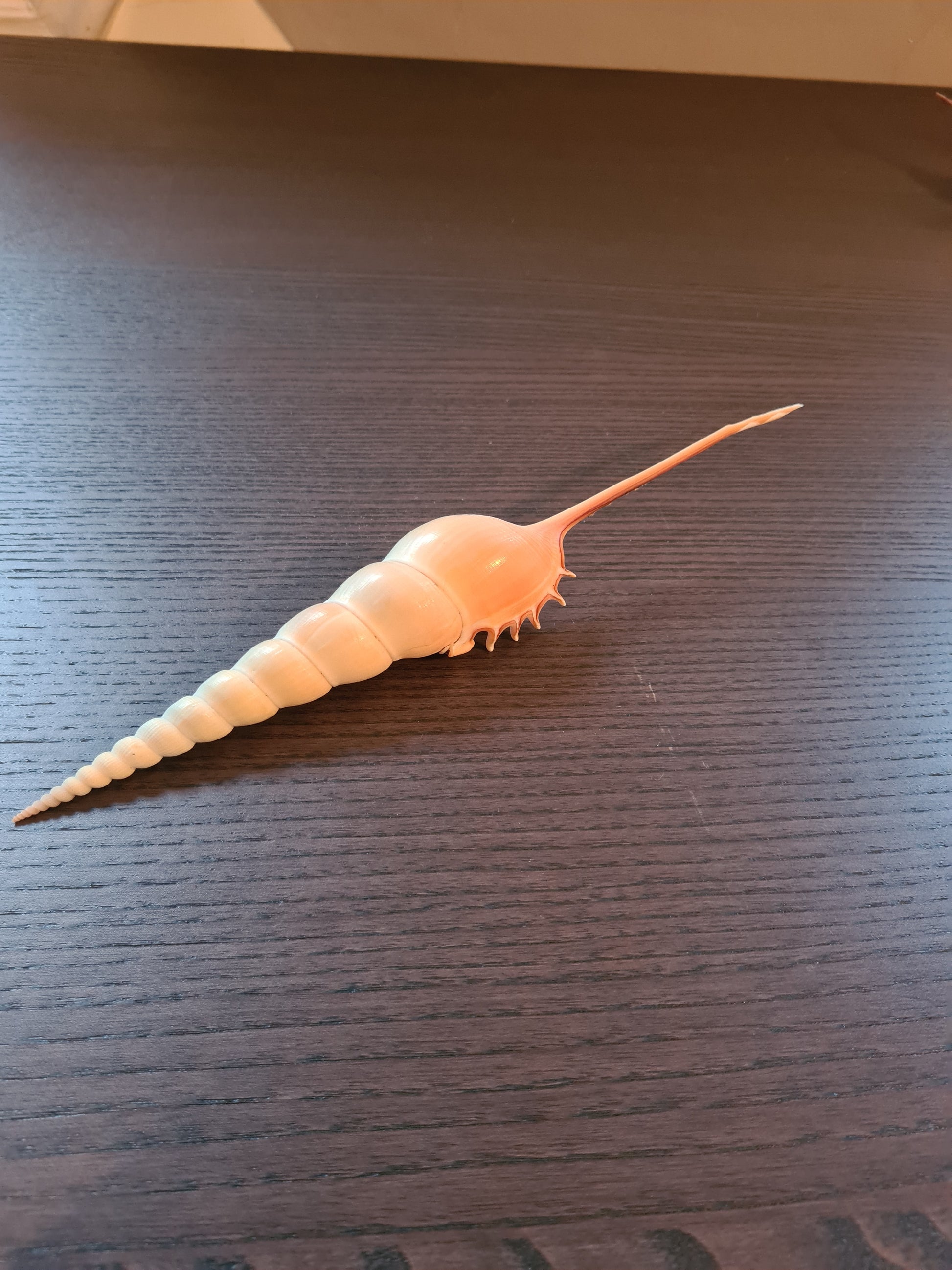 Coquillage Tibia Martini