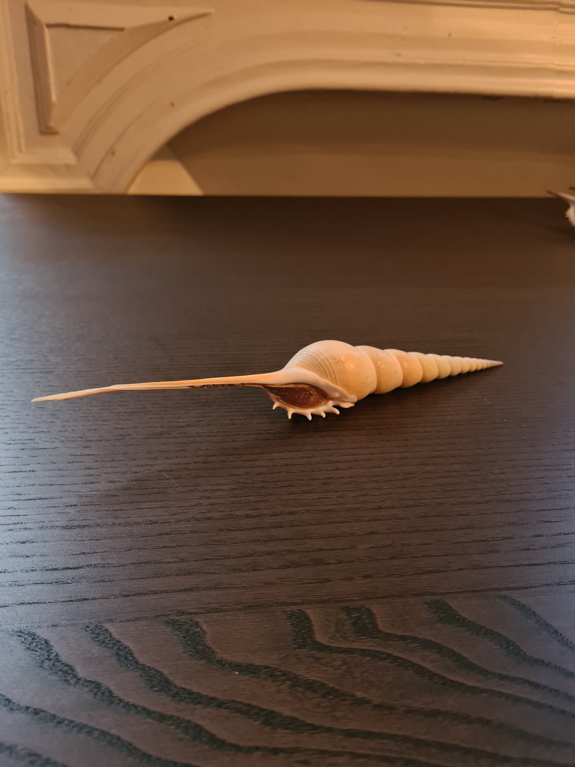 Coquillage Tibia Martini