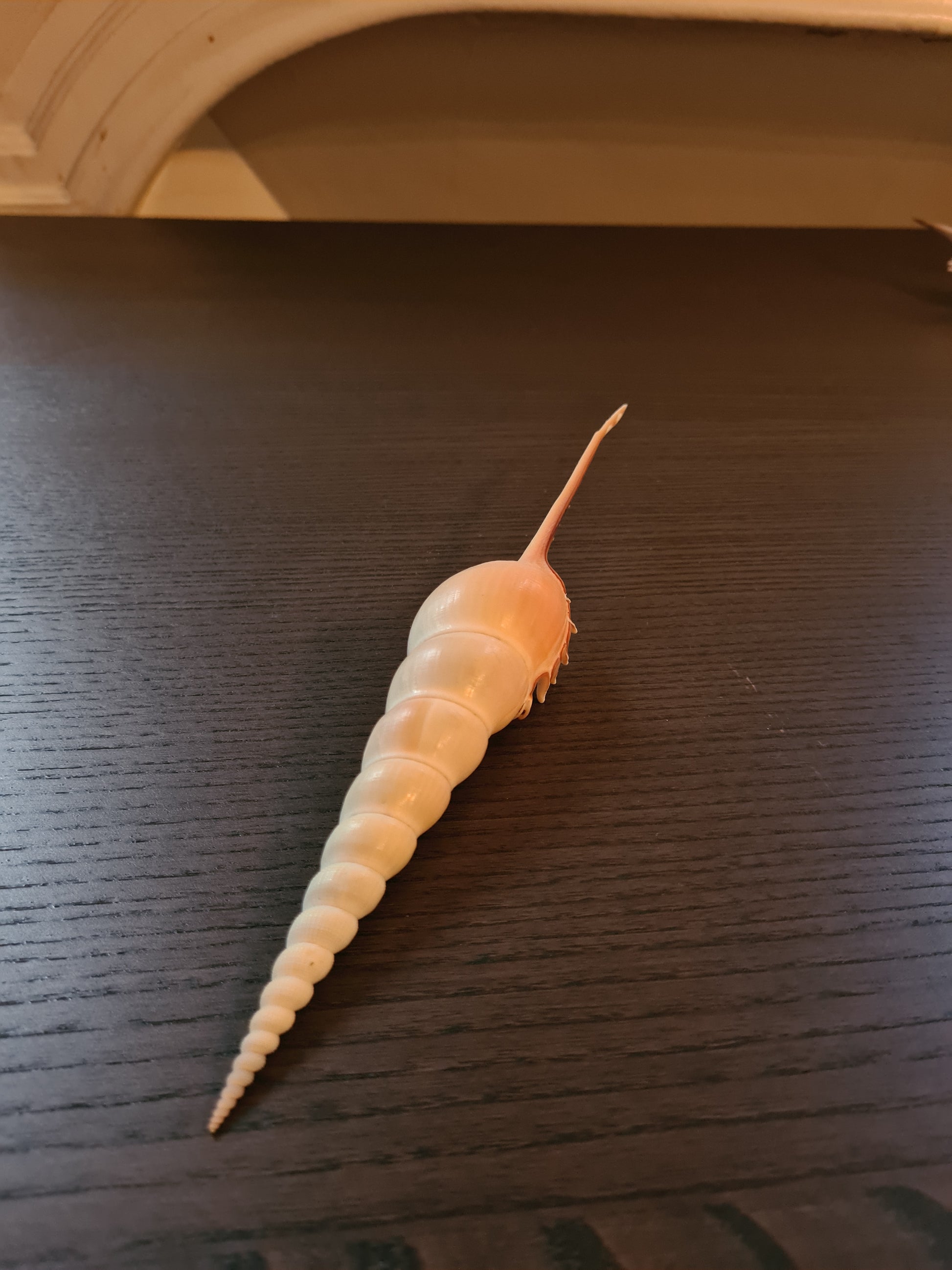 Coquillage Tibia Martini