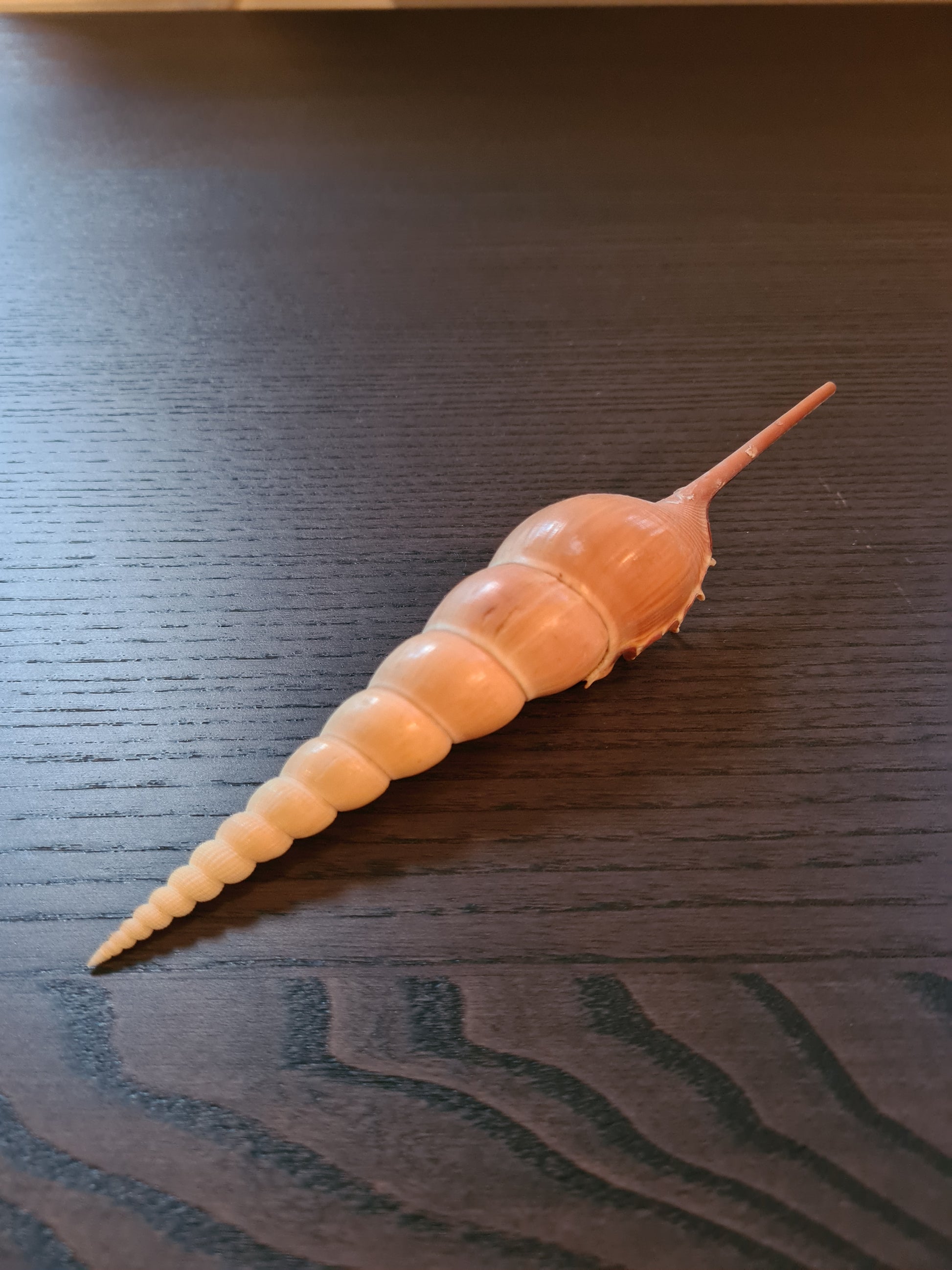 Coquillage Tibia Martini