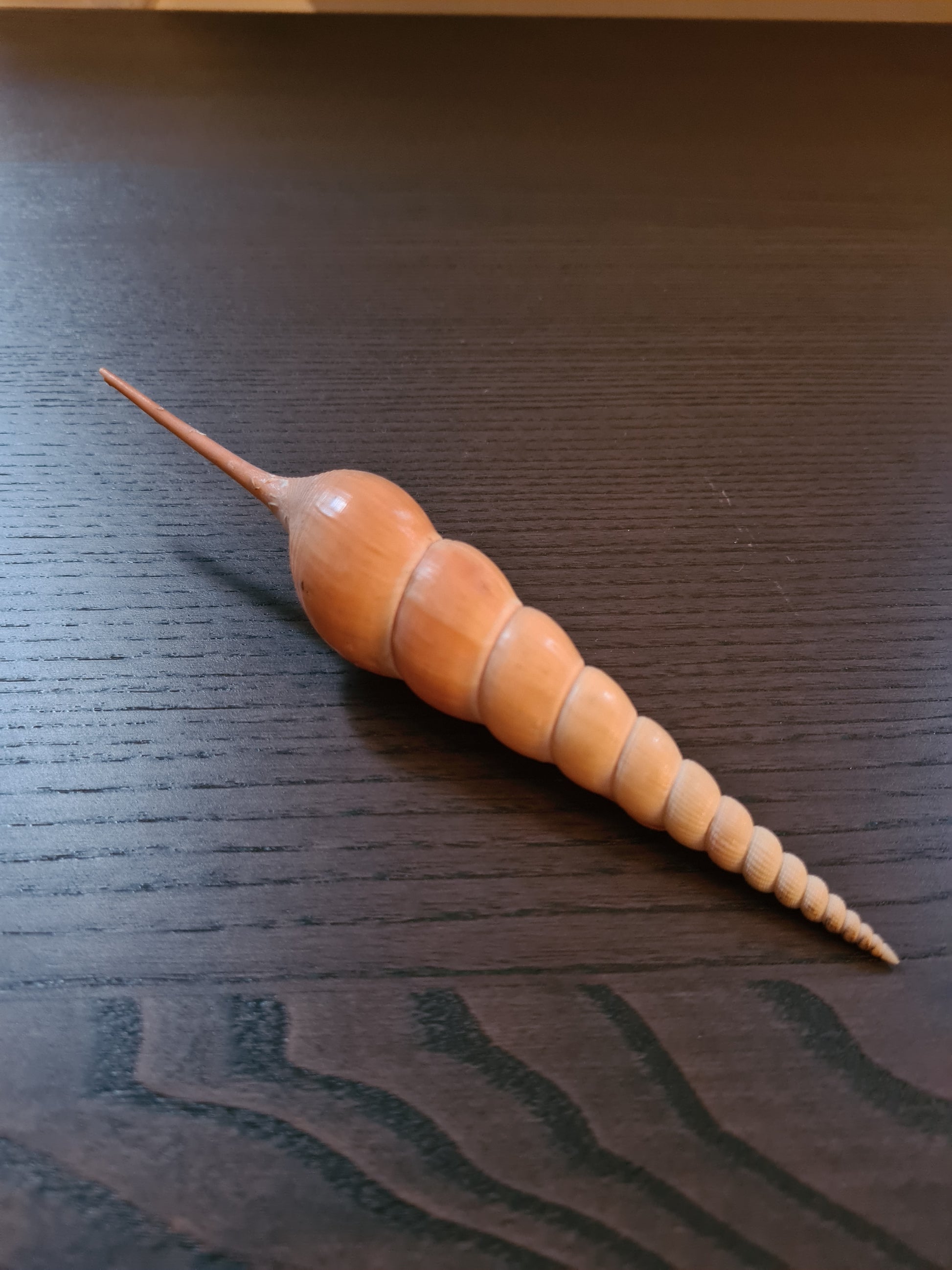 Coquillage Tibia Martini