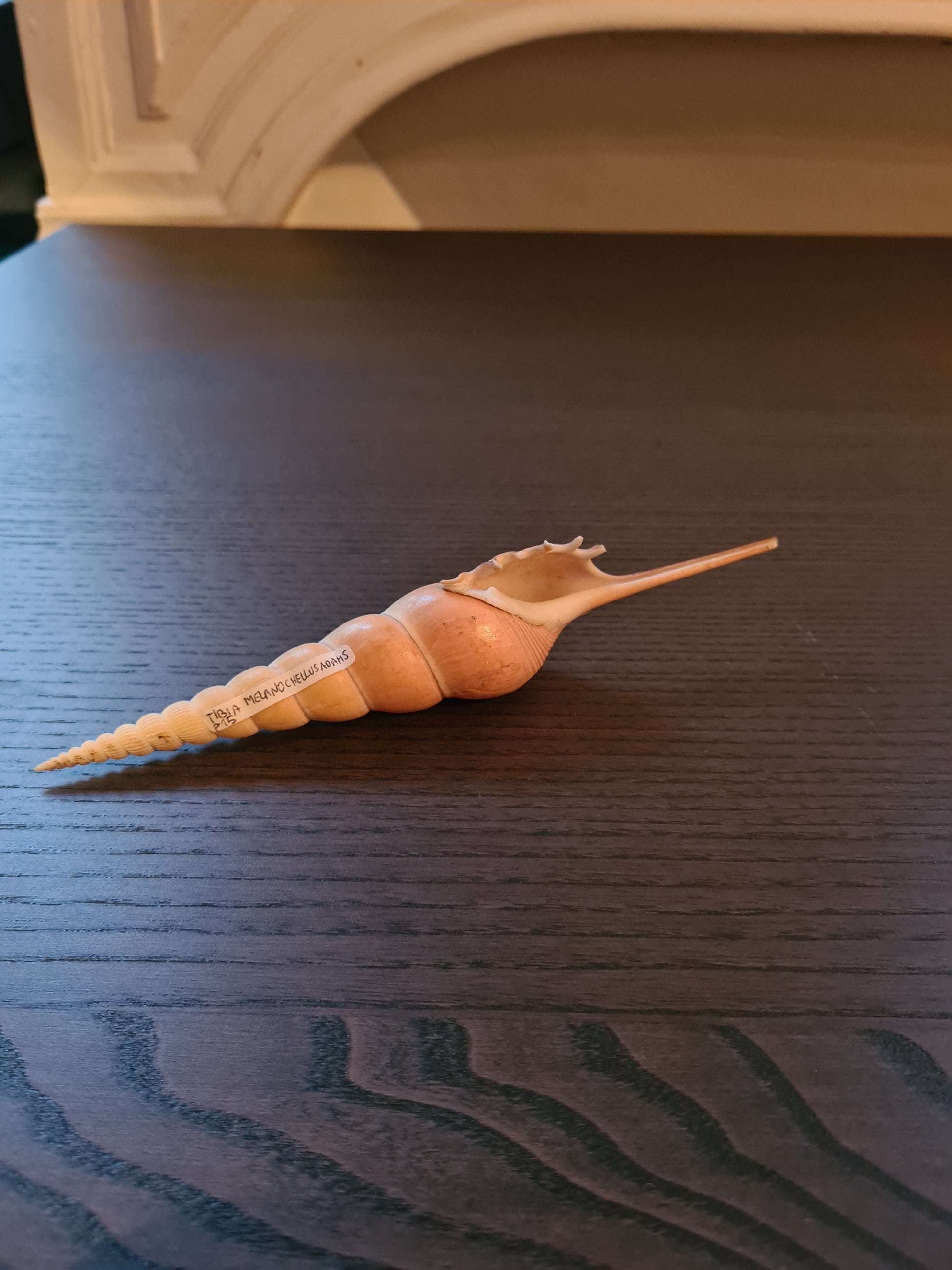 Coquillage Tibia Martini