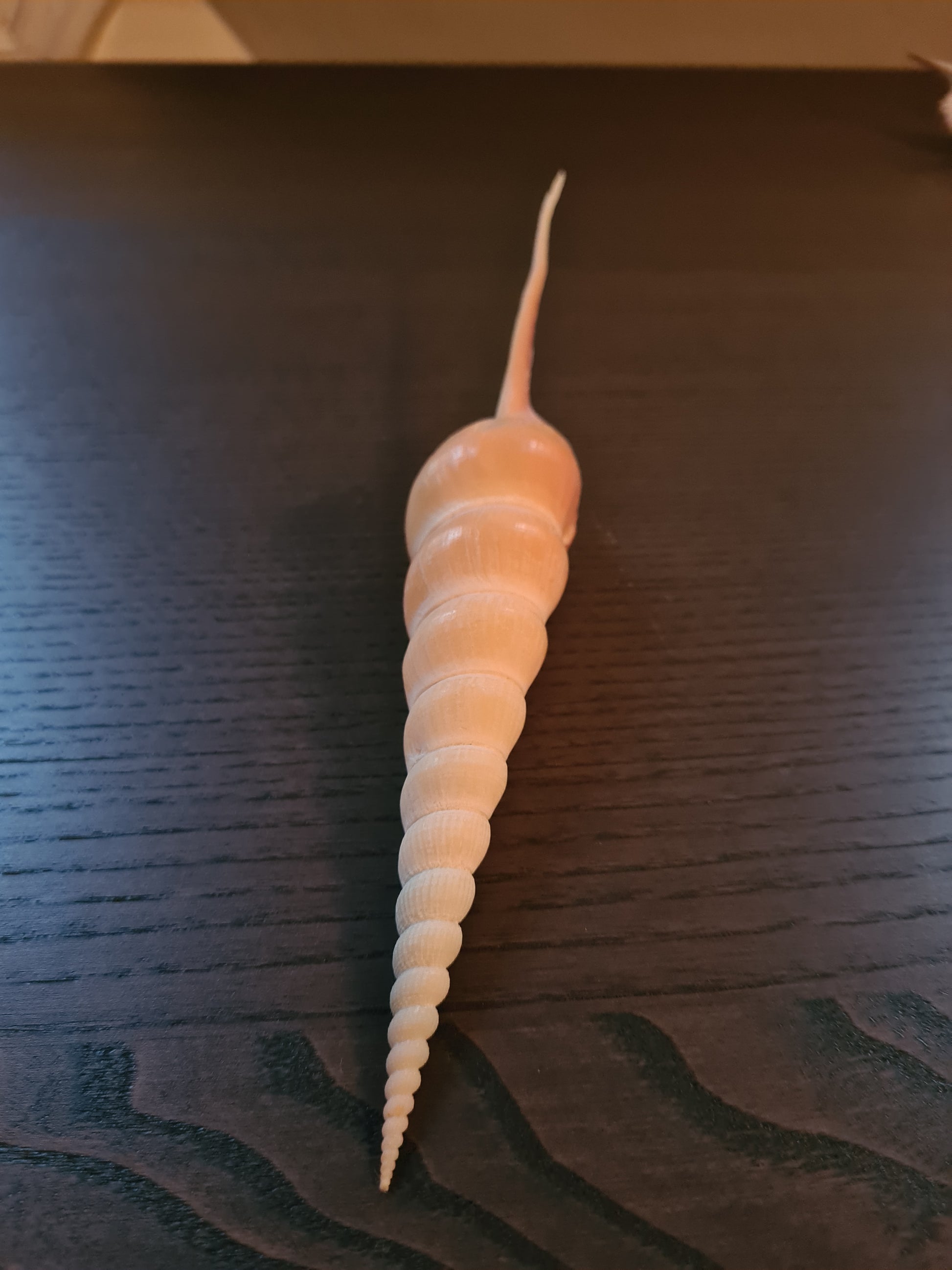 Coquillage Tibia Martini
