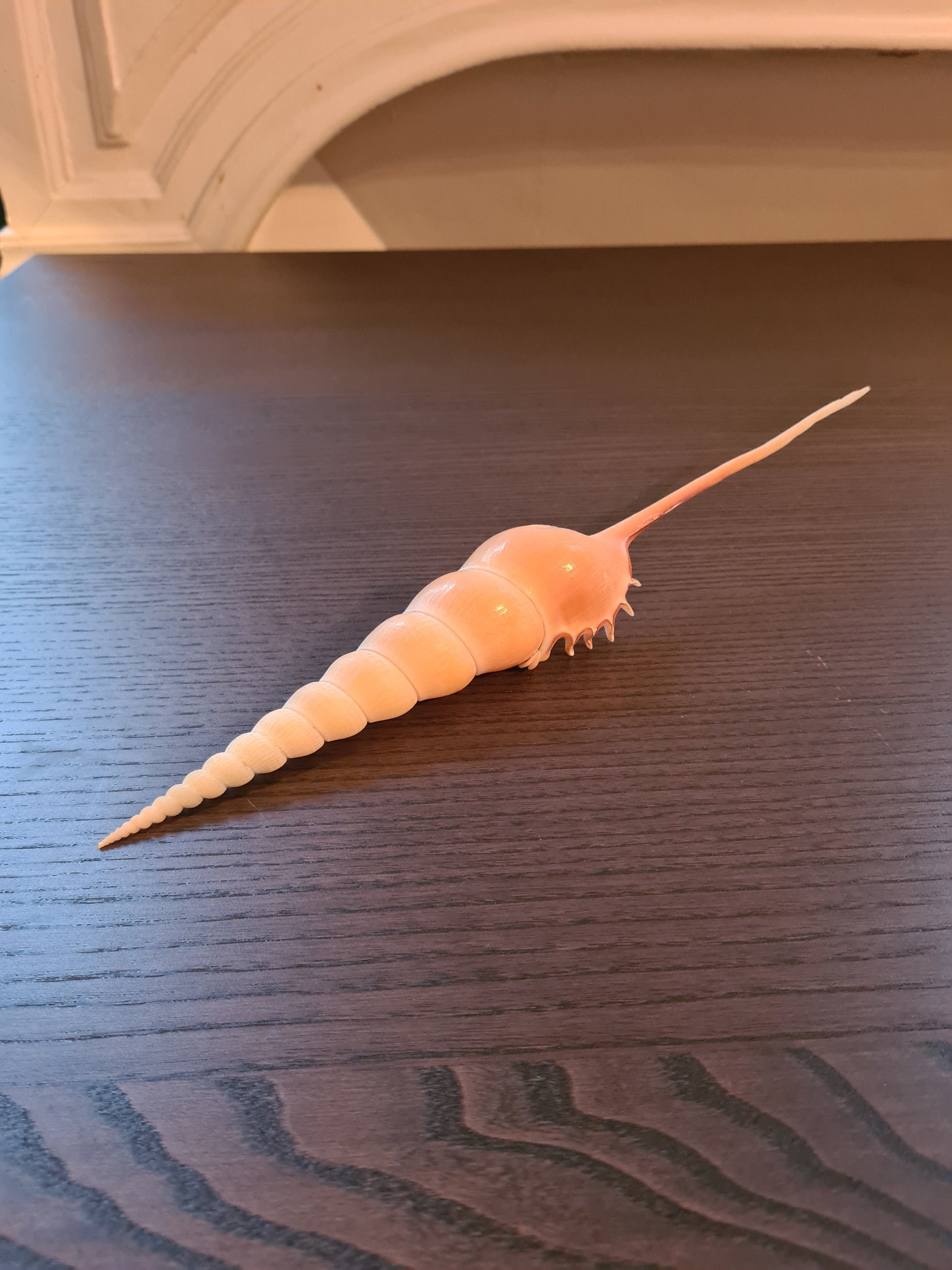 Coquillage Tibia Martini