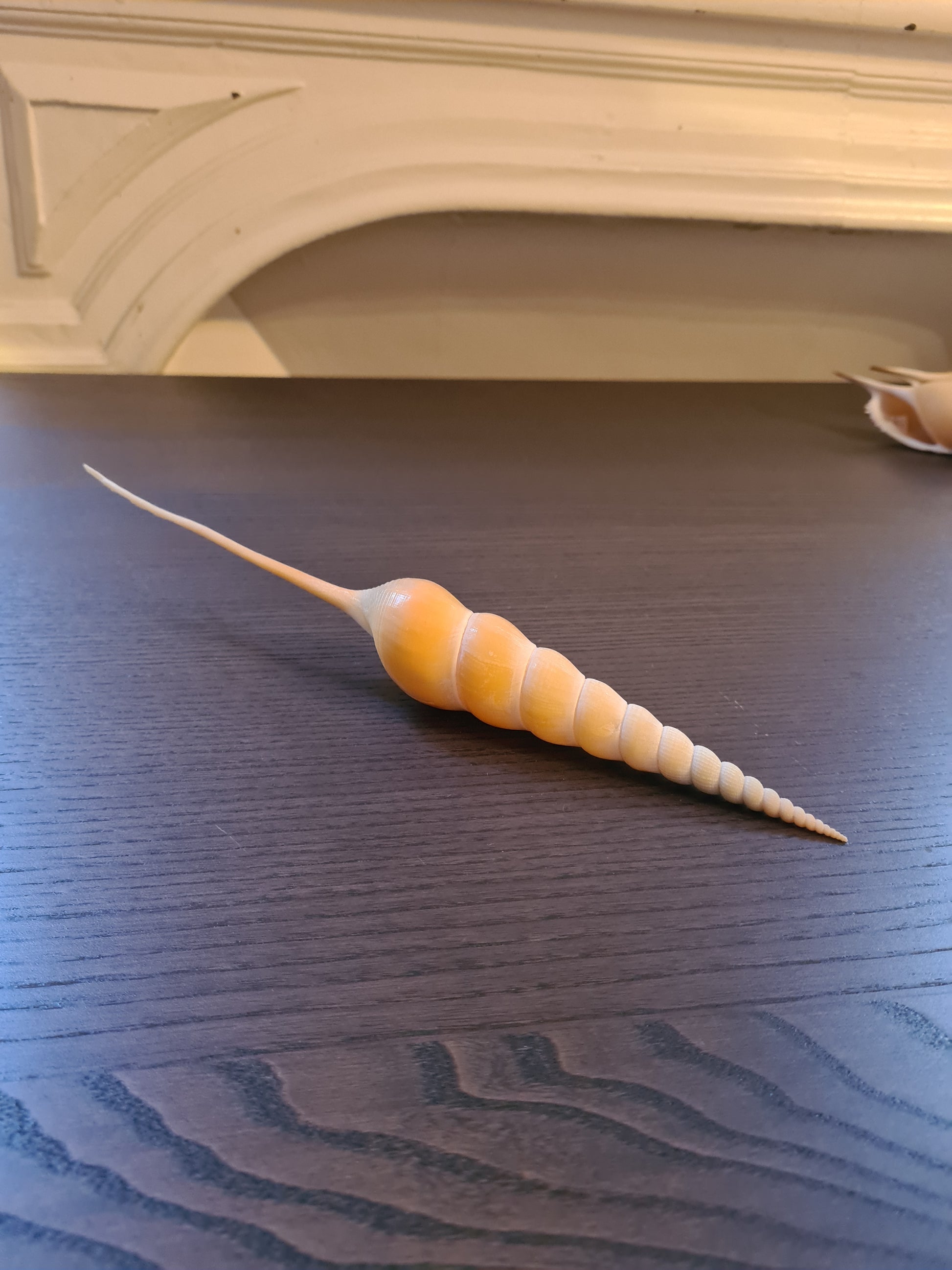 Coquillage Tibia Martini