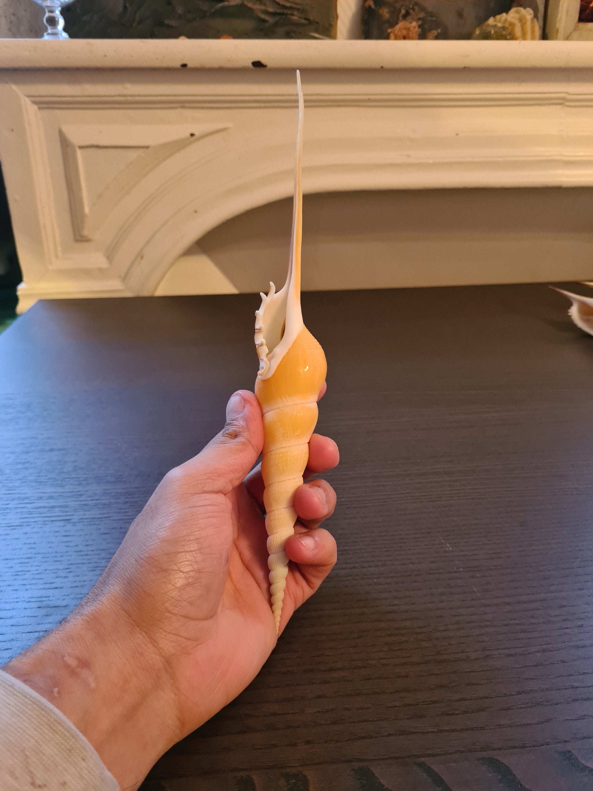 Coquillage Tibia Martini