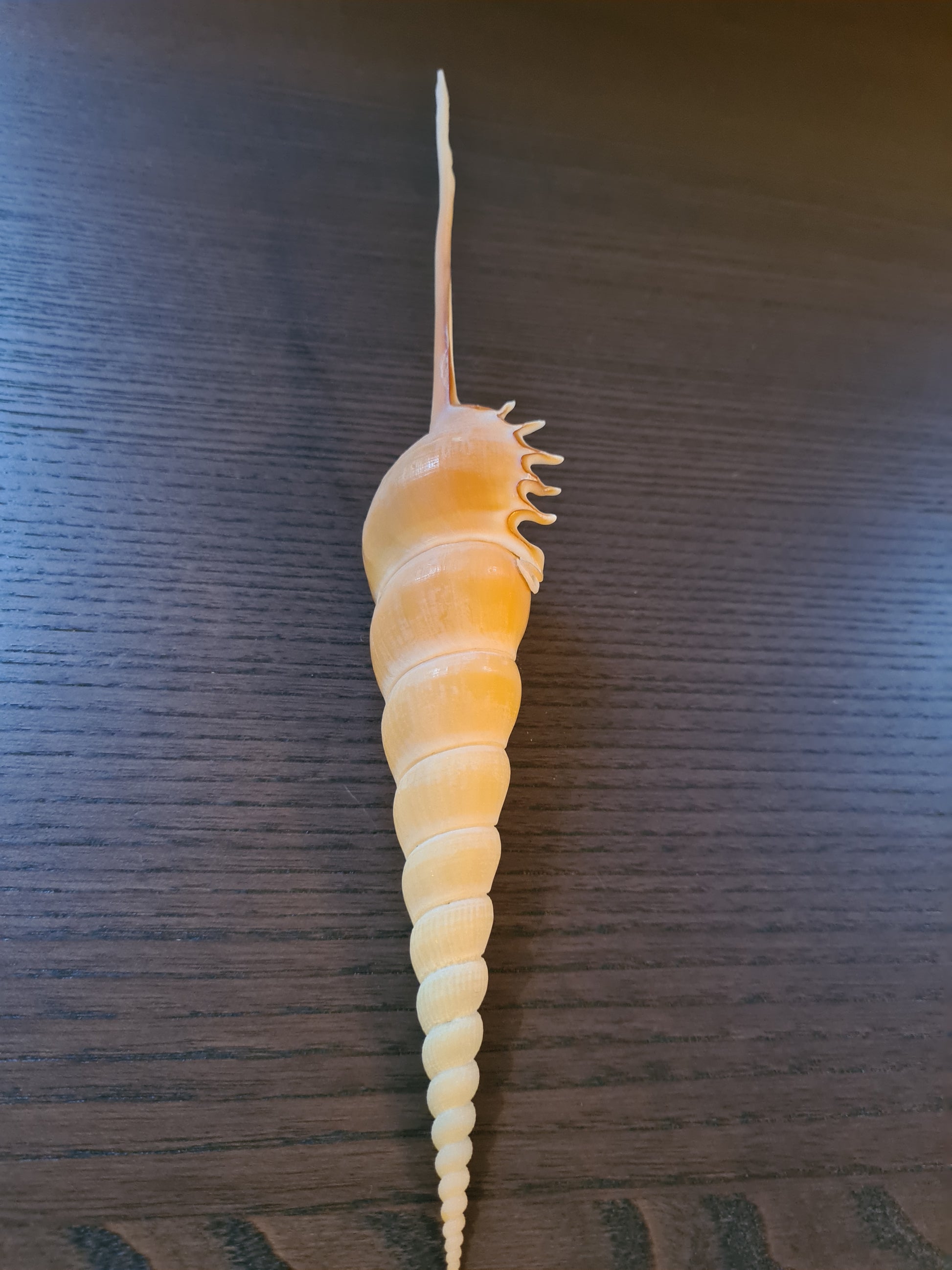Coquillage Tibia Martini