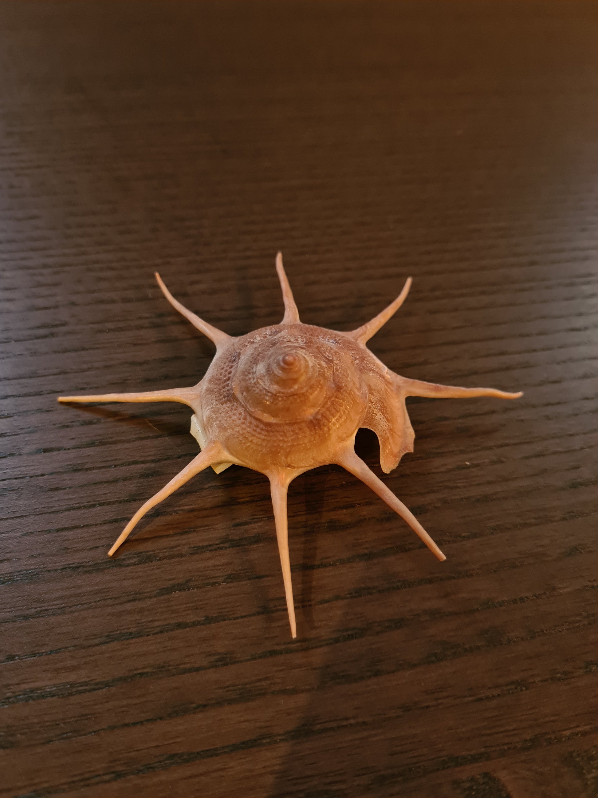 Coquillage Guilfordia Yoka