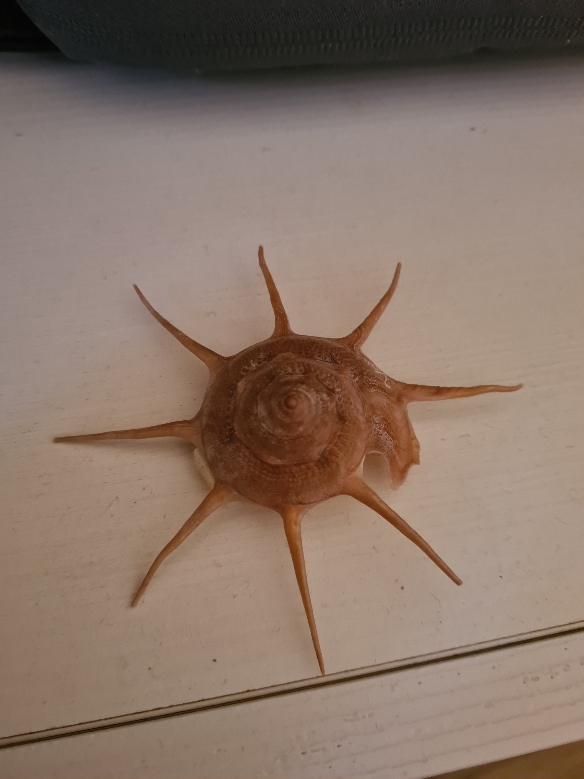 Coquillage Guilfordia Yoka