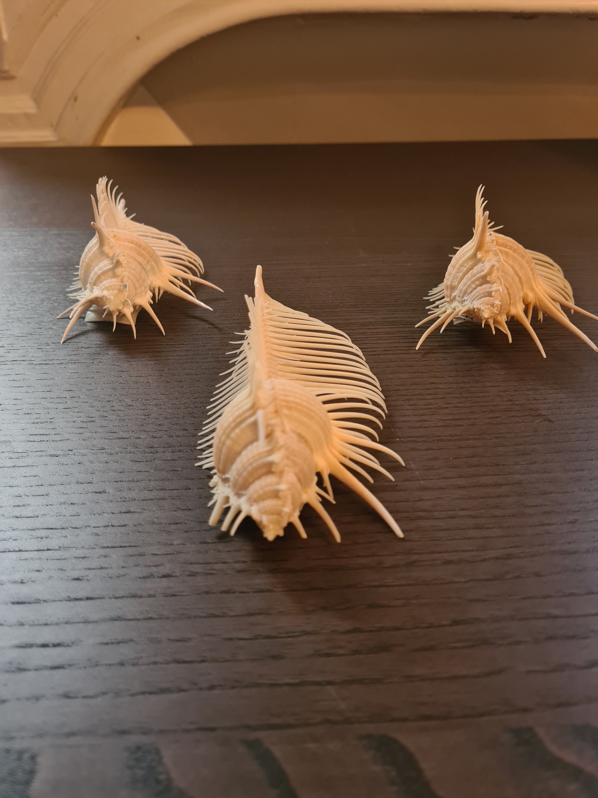 Coquillage Squelette Murex Pecten