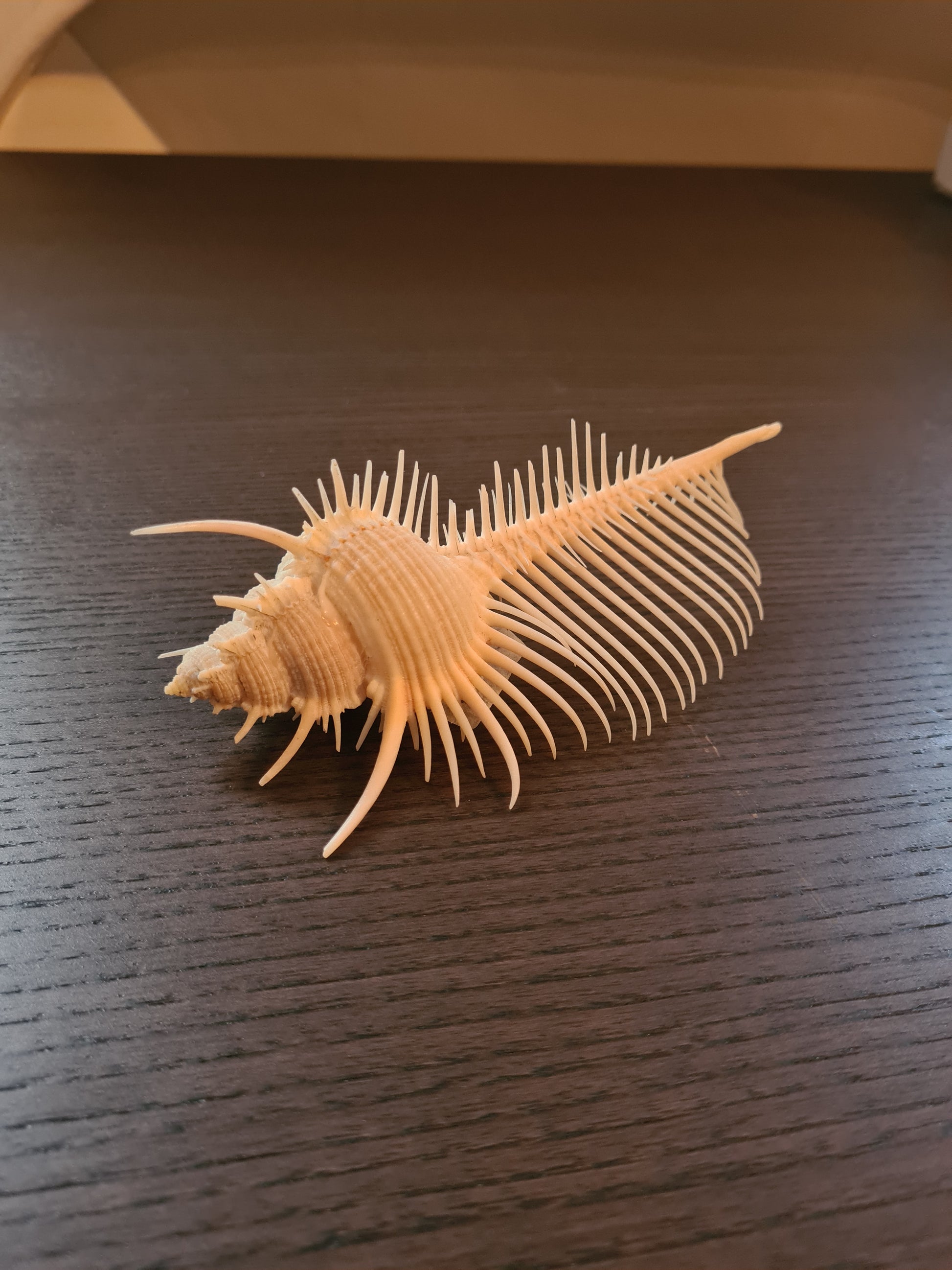 Coquillage Squelette Murex Pecten