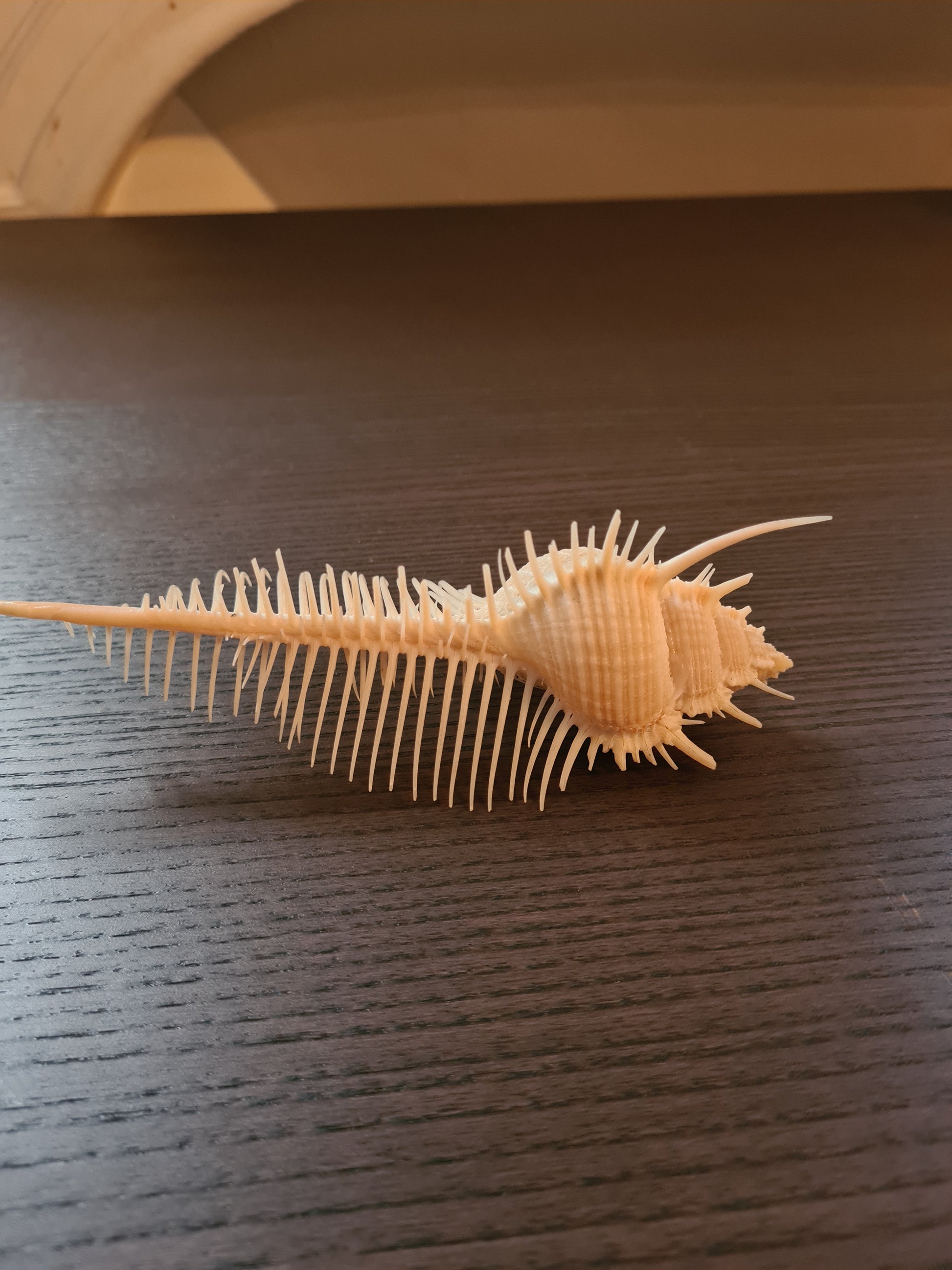 Coquillage Squelette Murex Pecten