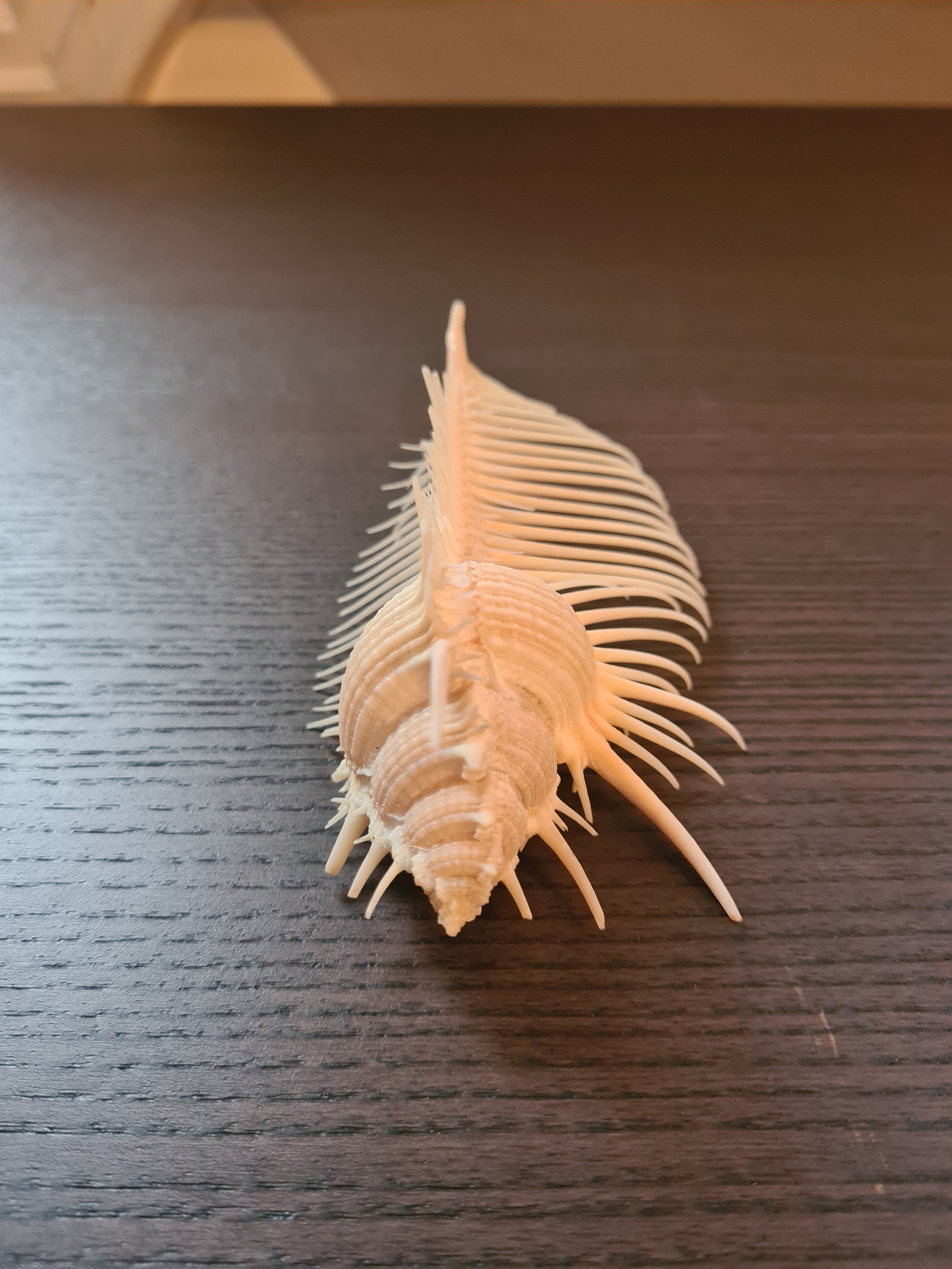 Coquillage Squelette Murex Pecten