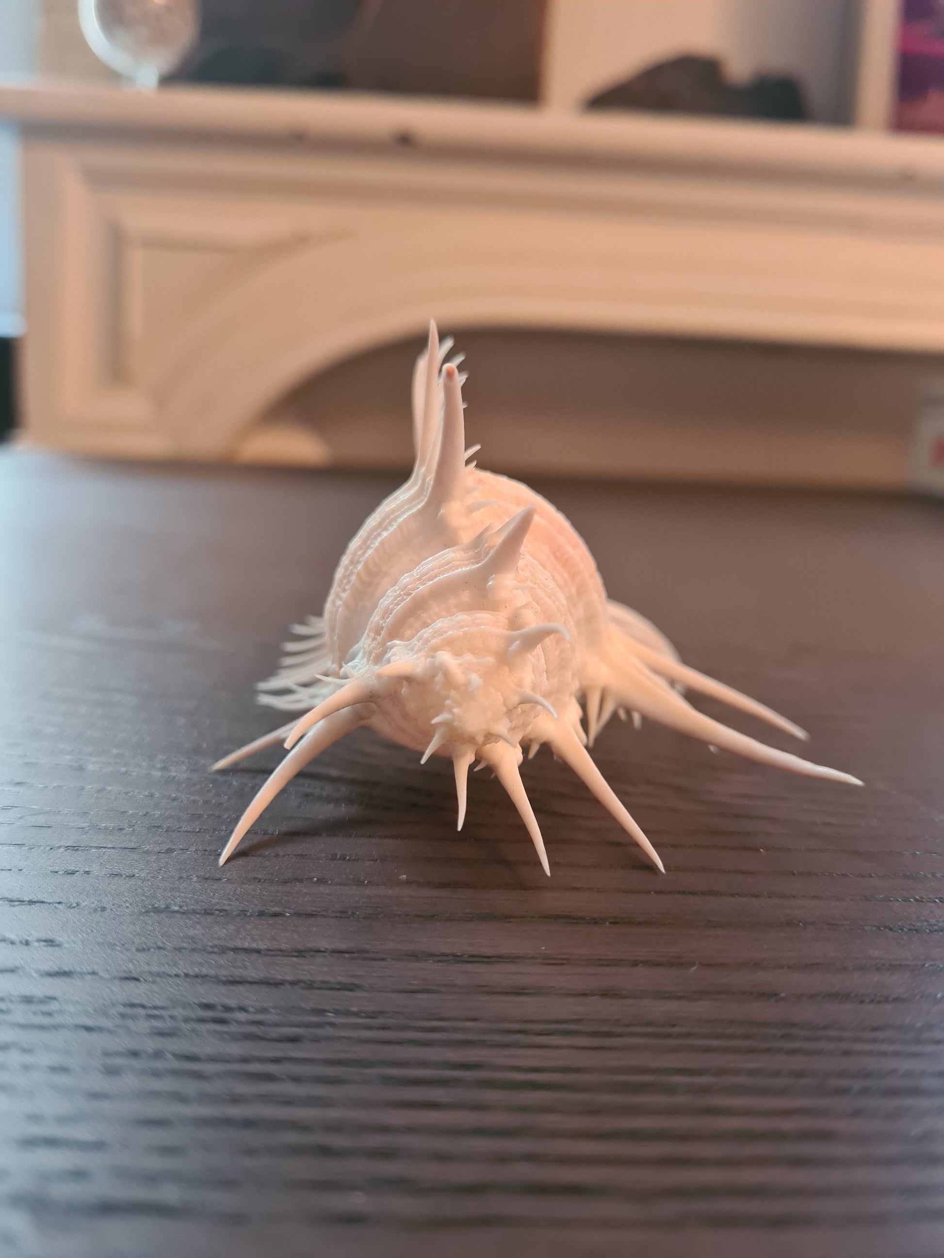 Coquillage Squelette Murex Pecten