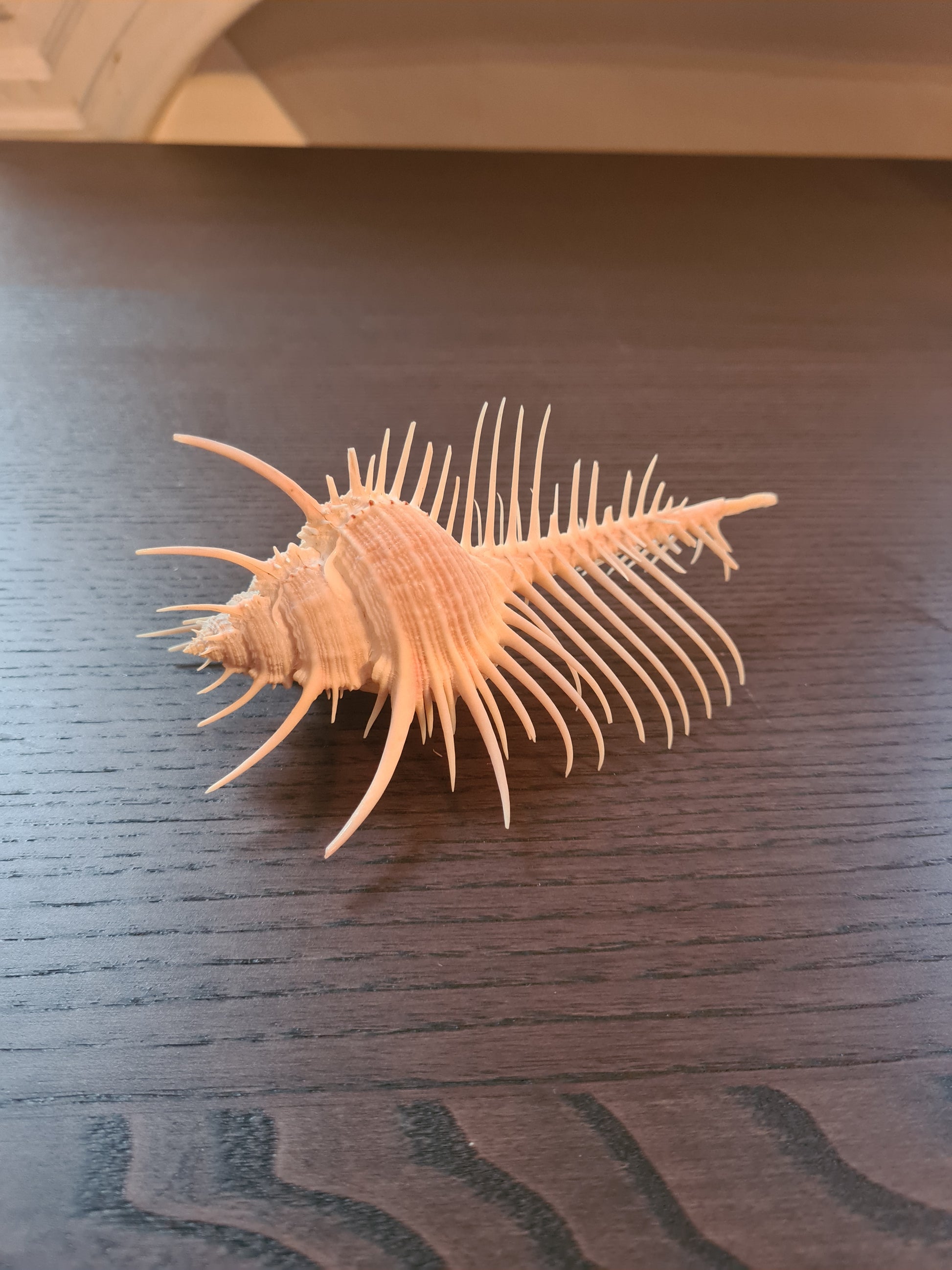 Coquillage Squelette Murex Pecten