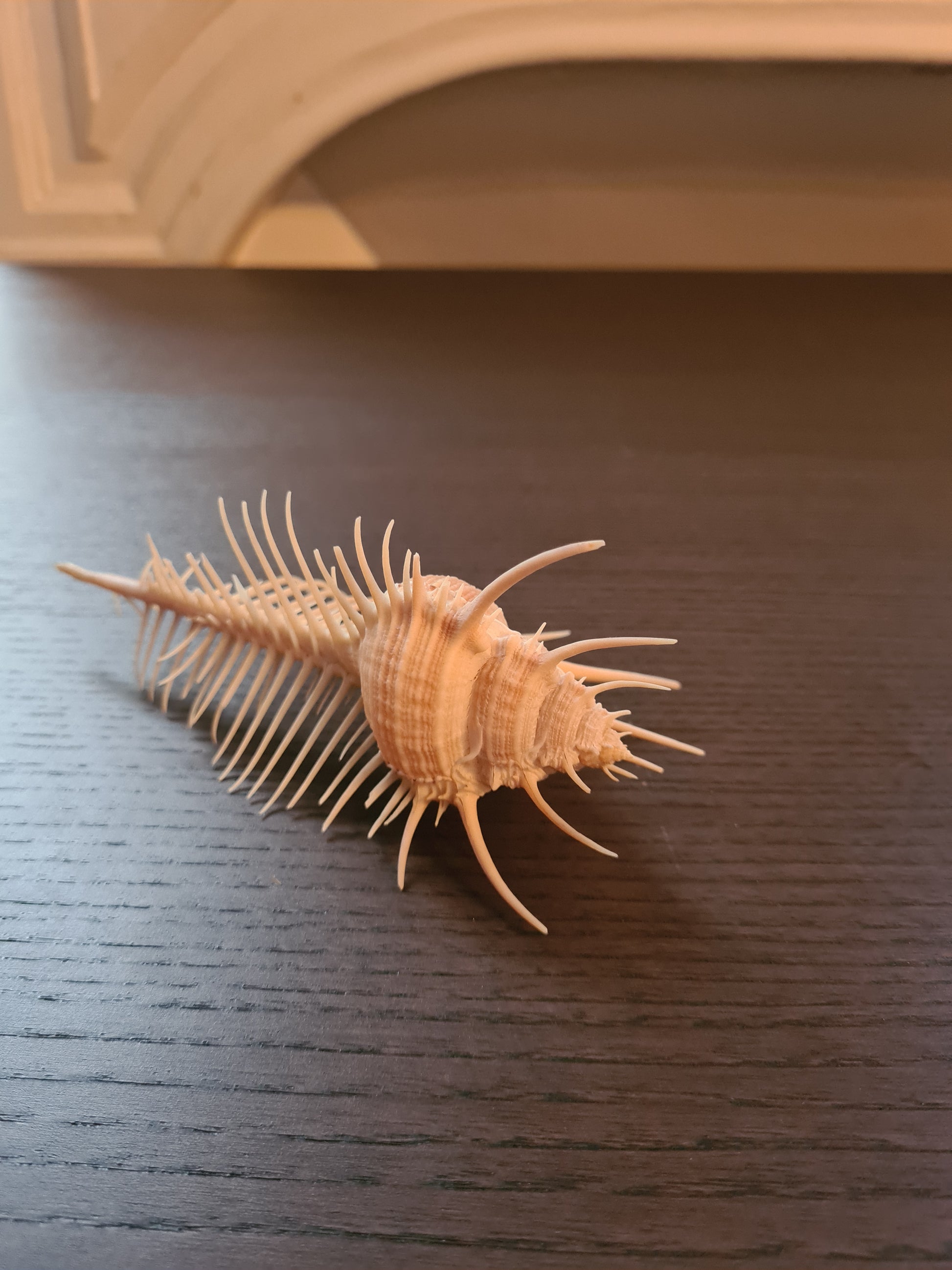 Coquillage Squelette Murex Pecten