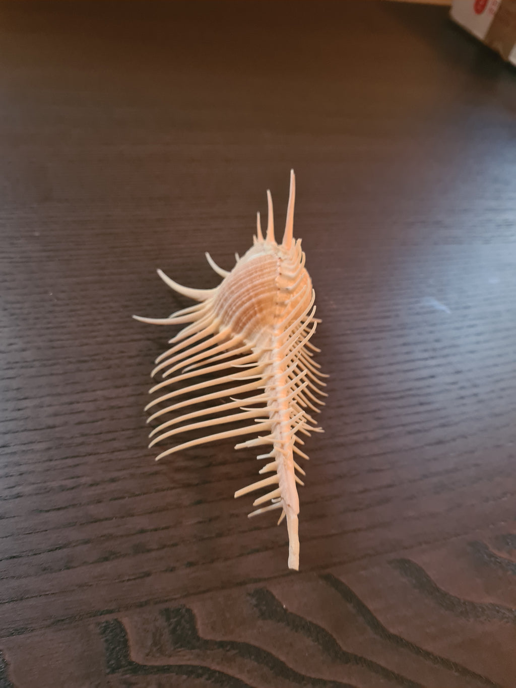 Coquillage Squelette Murex Pecten