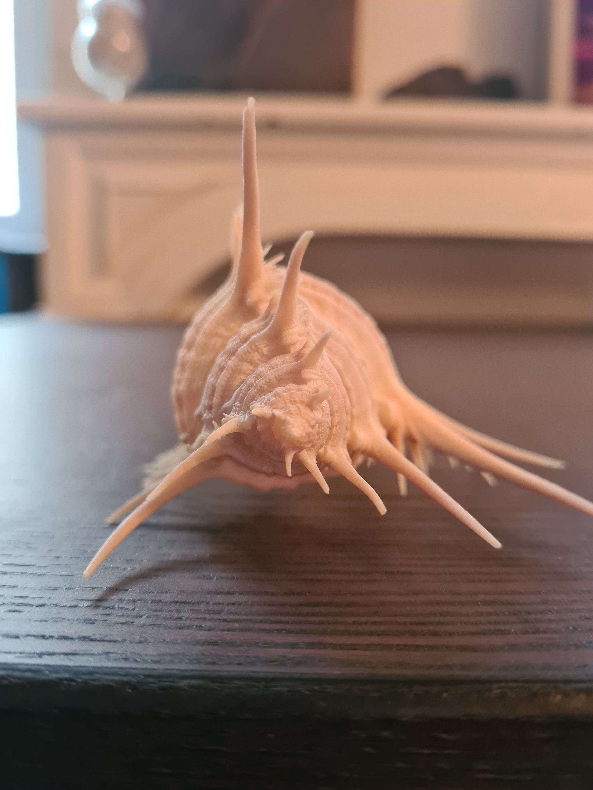 Coquillage Squelette Murex Pecten