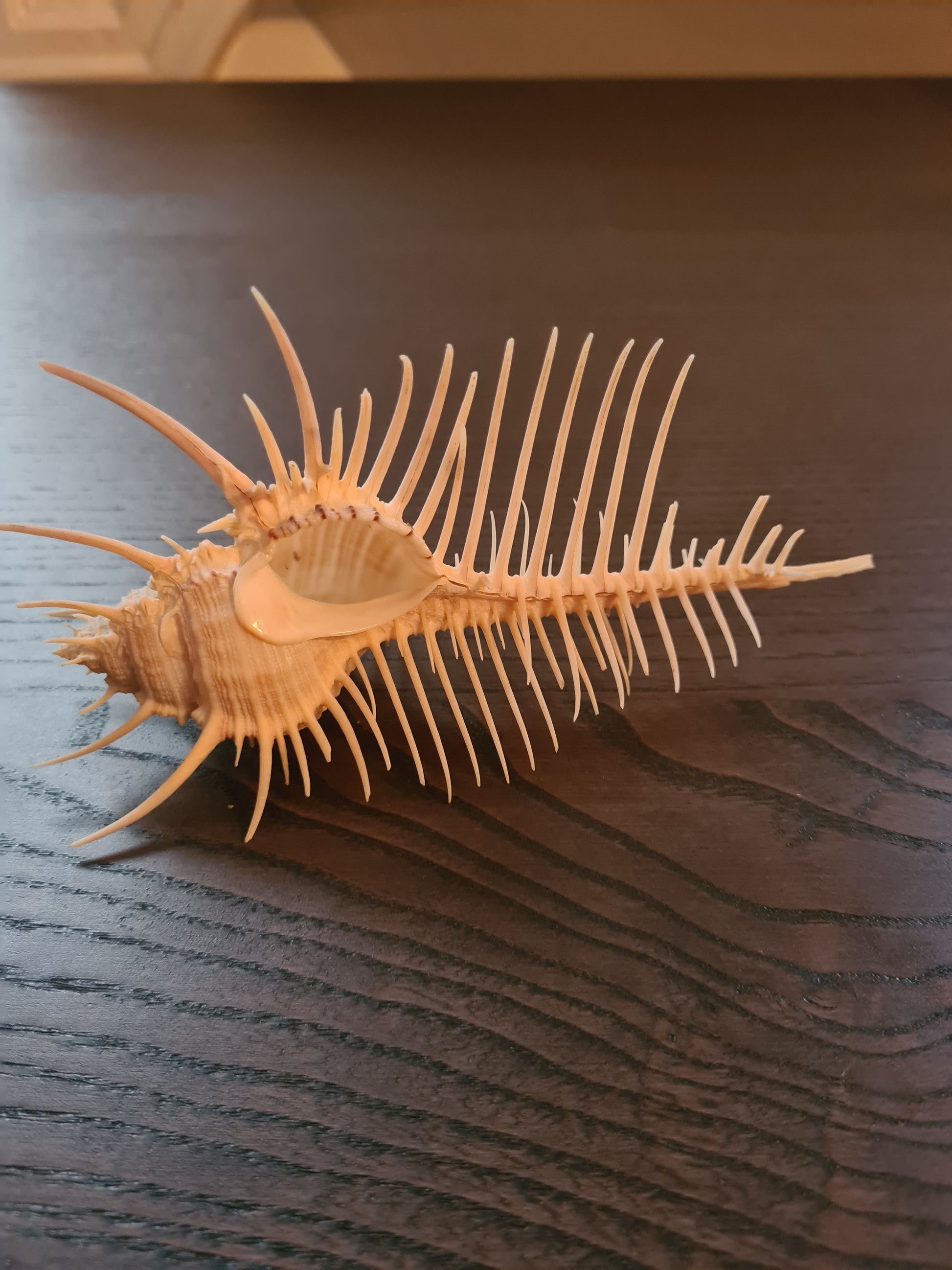 Coquillage Squelette Murex Pecten