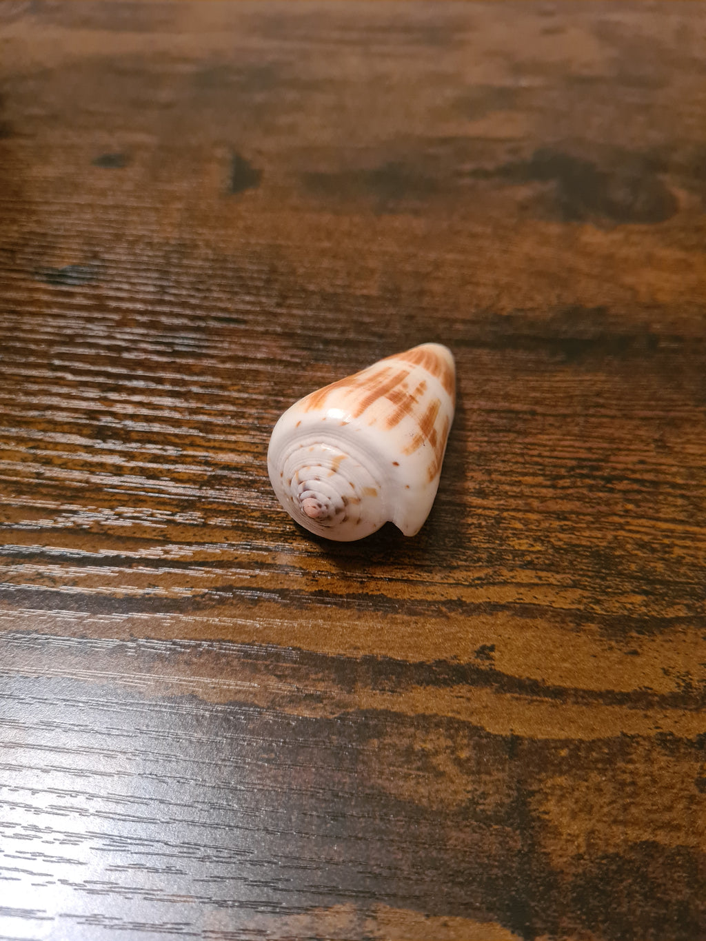 Coquillage Conus