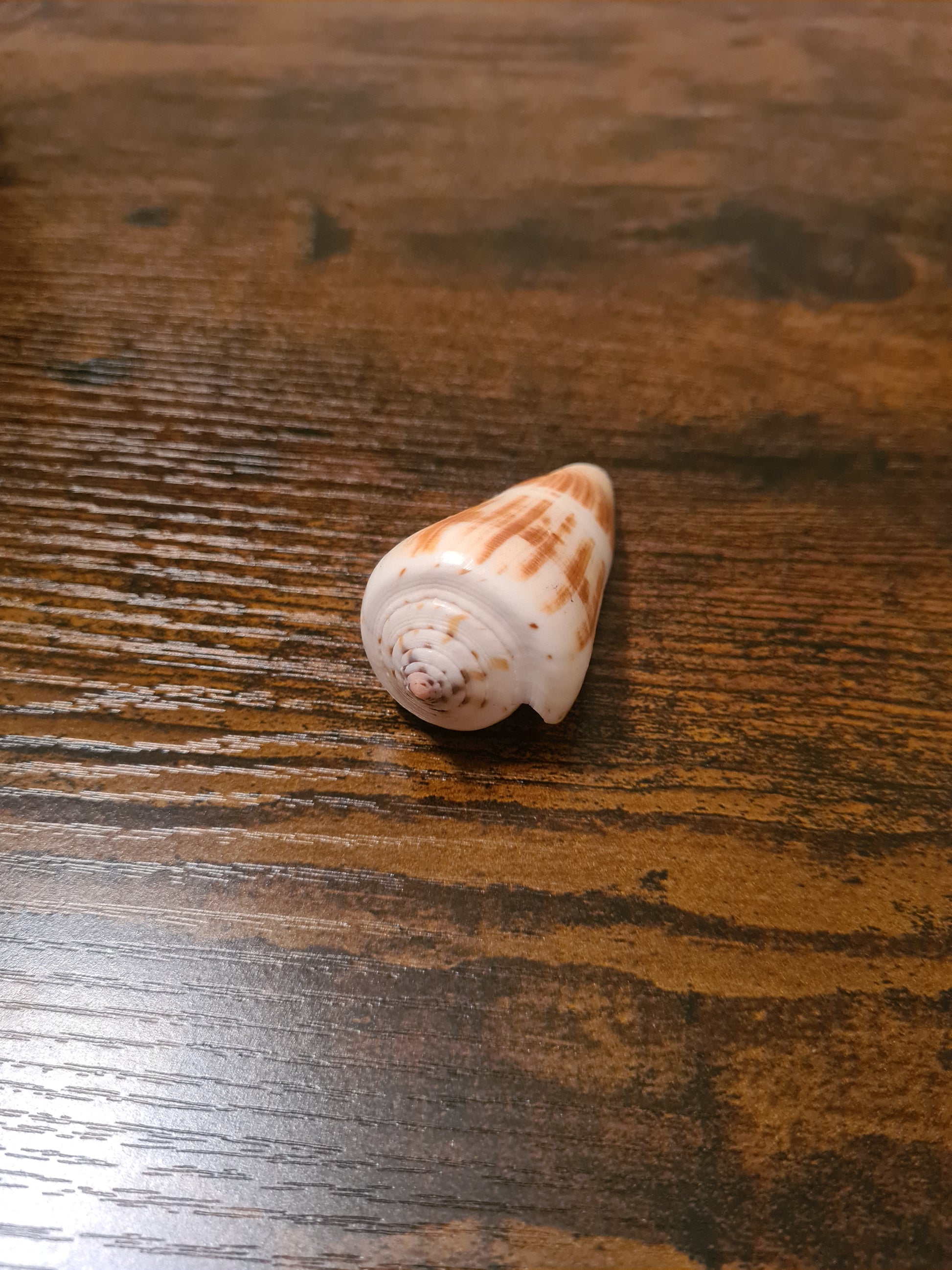 Coquillage Conus
