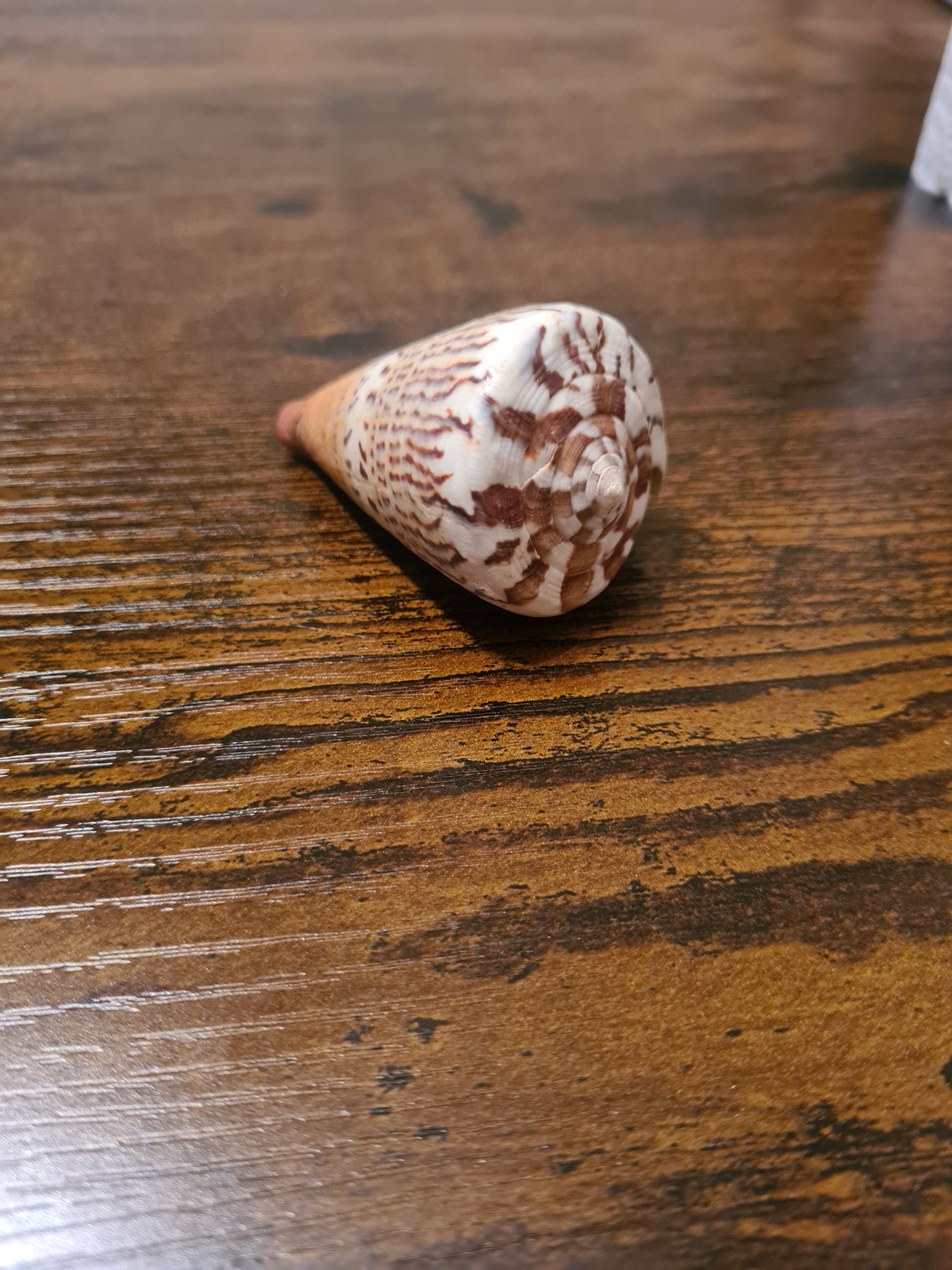 Coquillage Conus