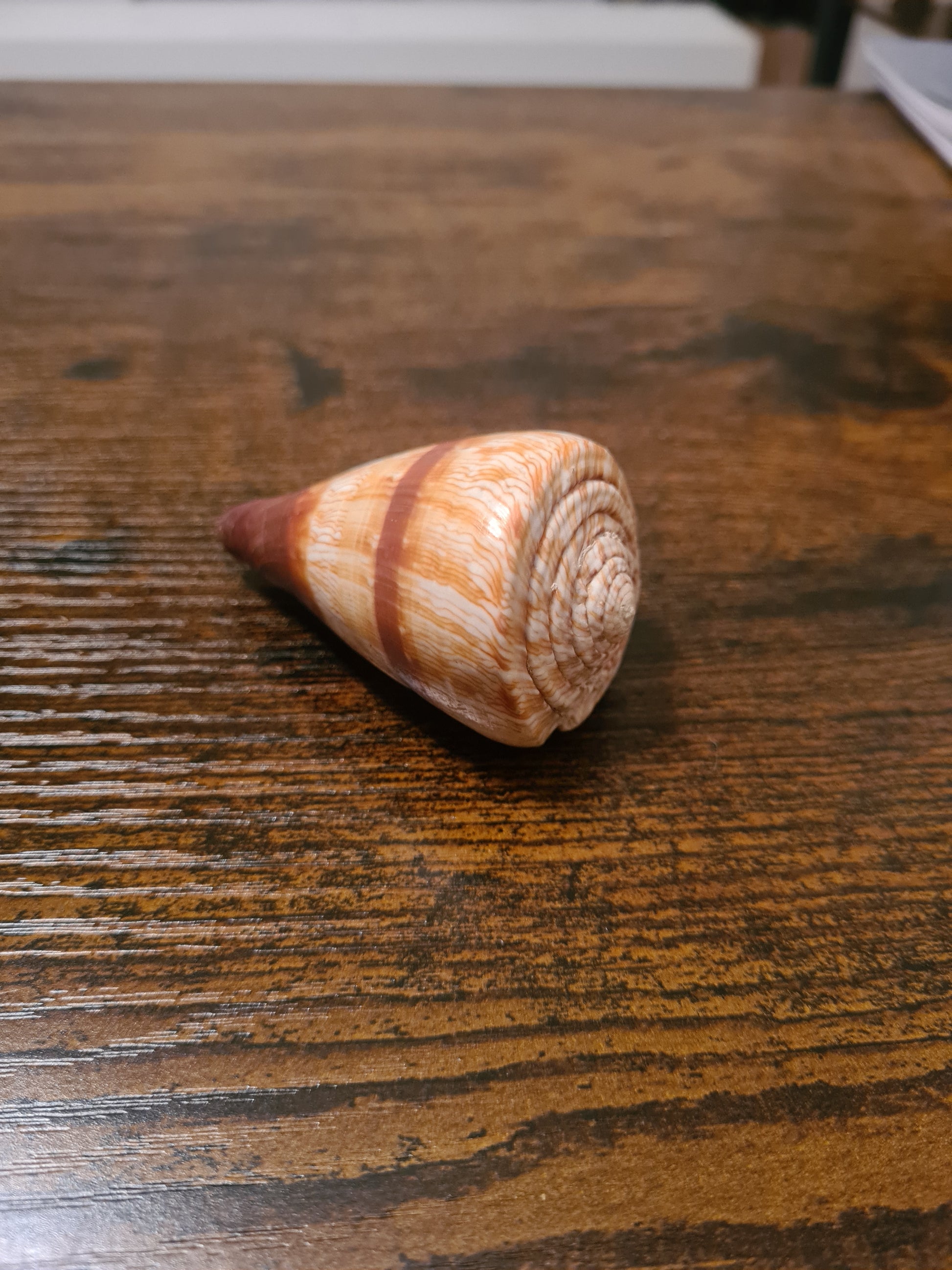 Coquillage Conus