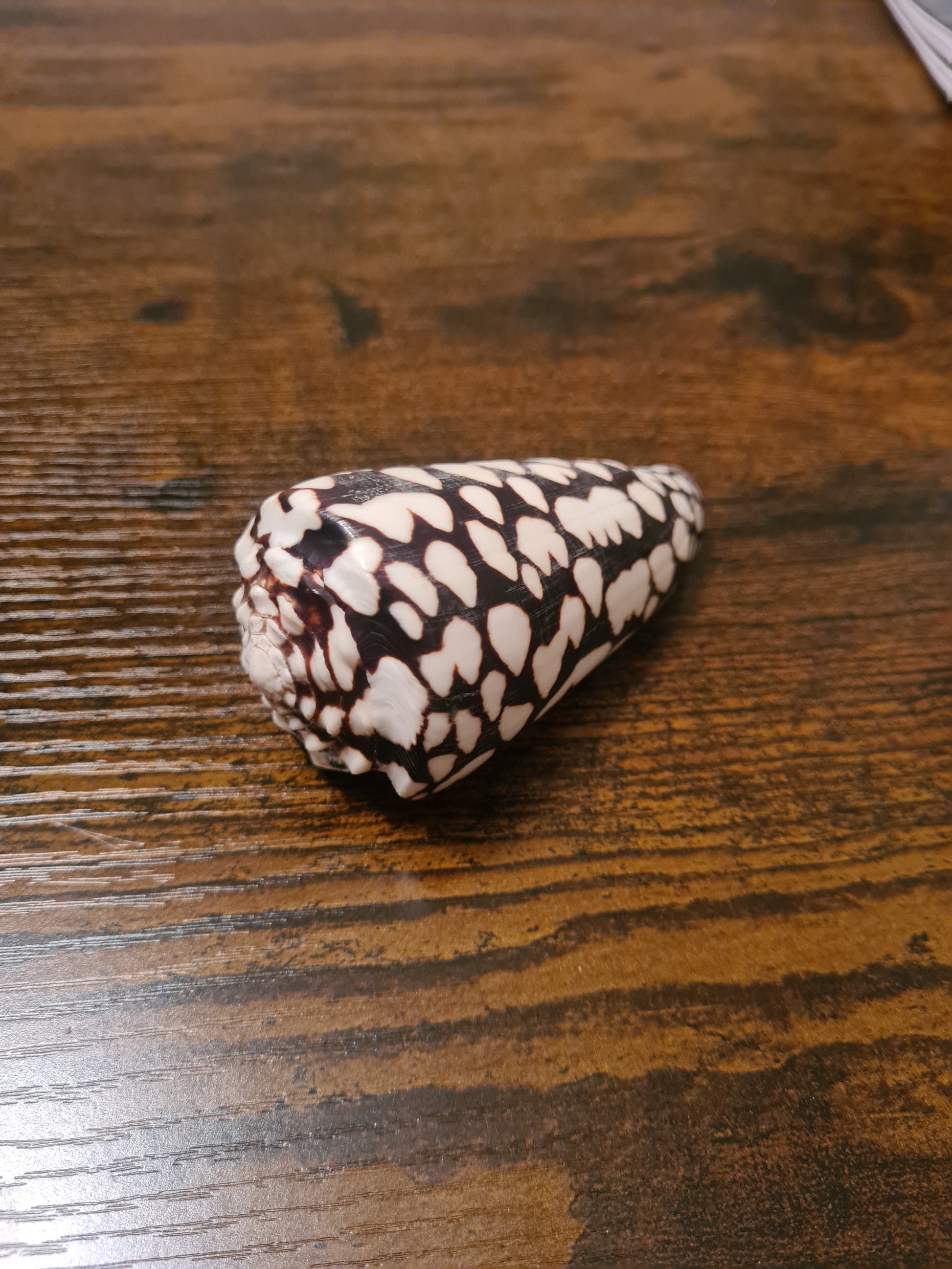 Coquillage Conus