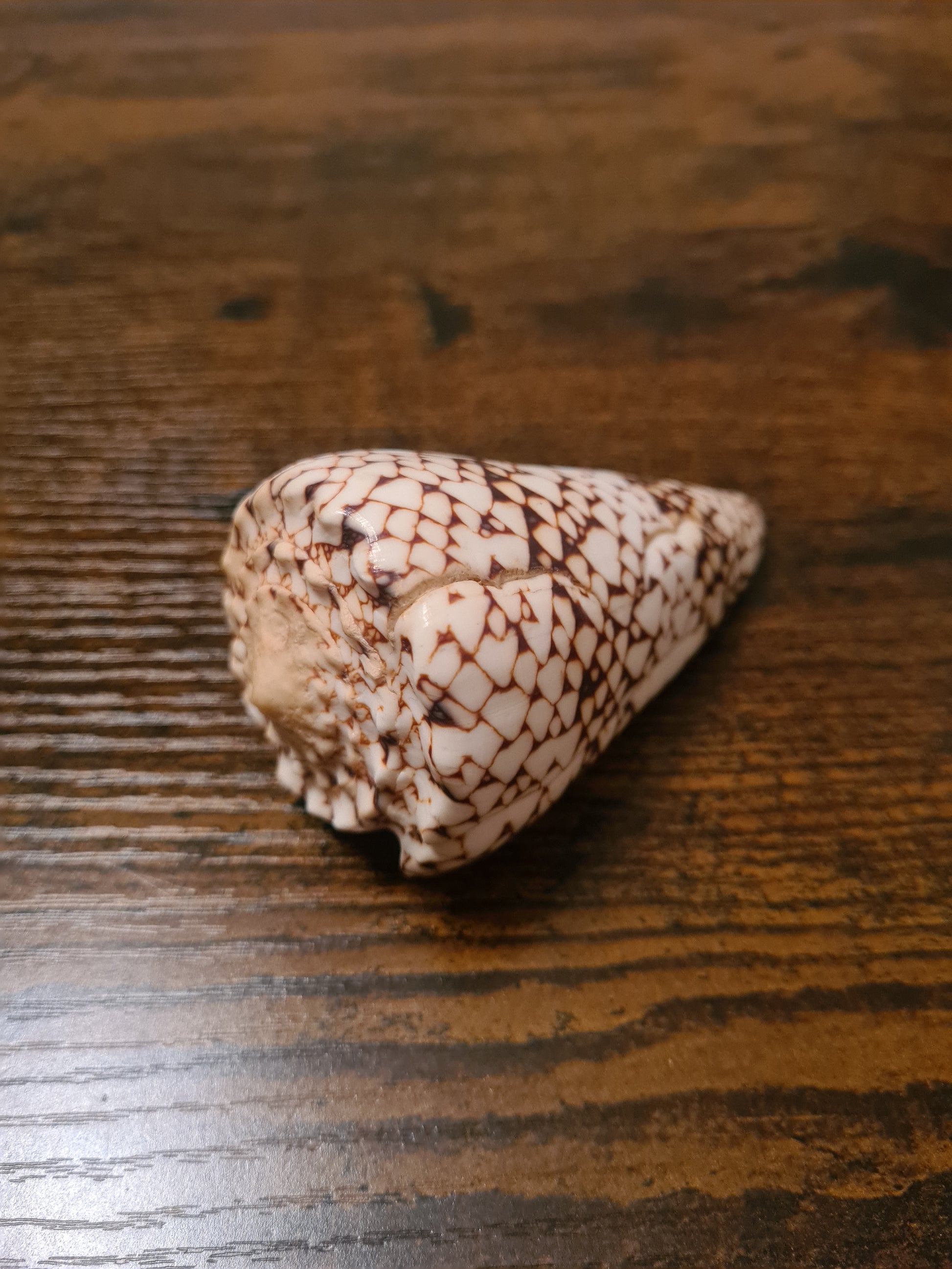 Coquillage Conus