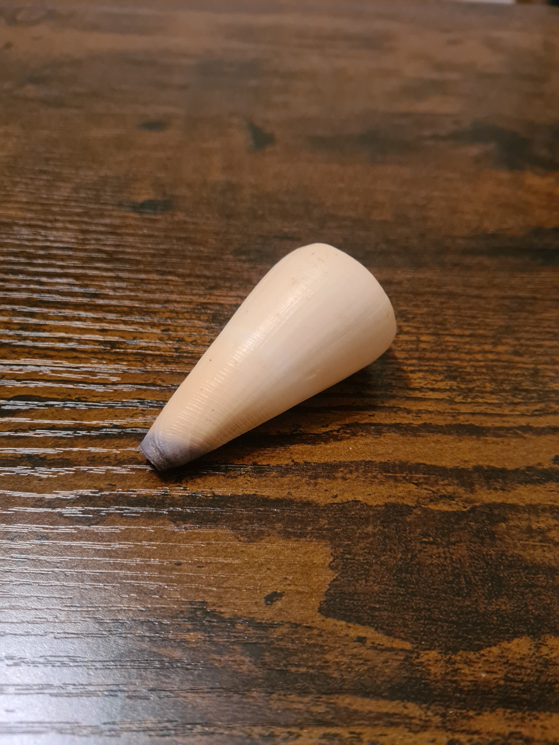 Coquillage Conus
