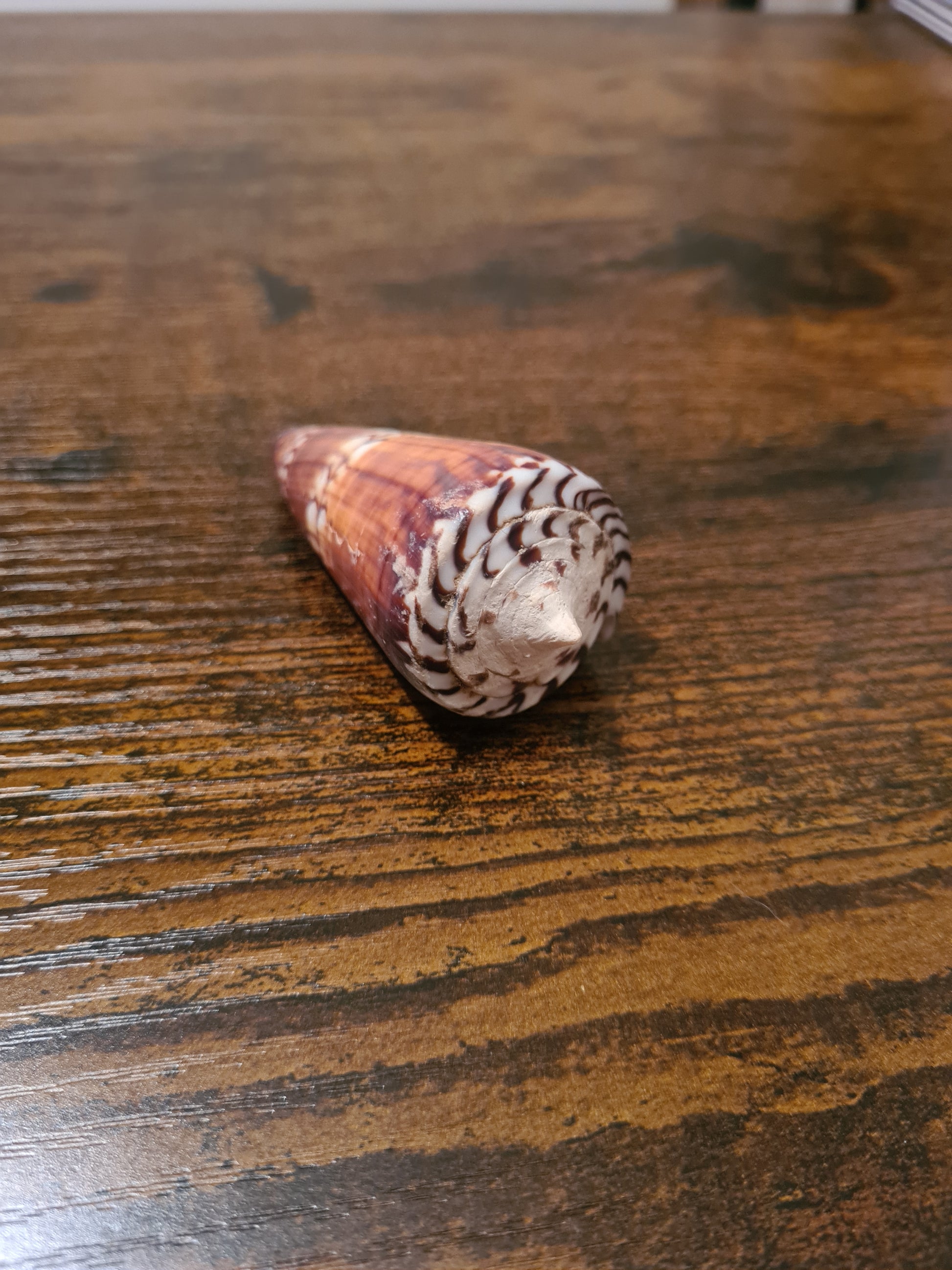 Coquillage Conus