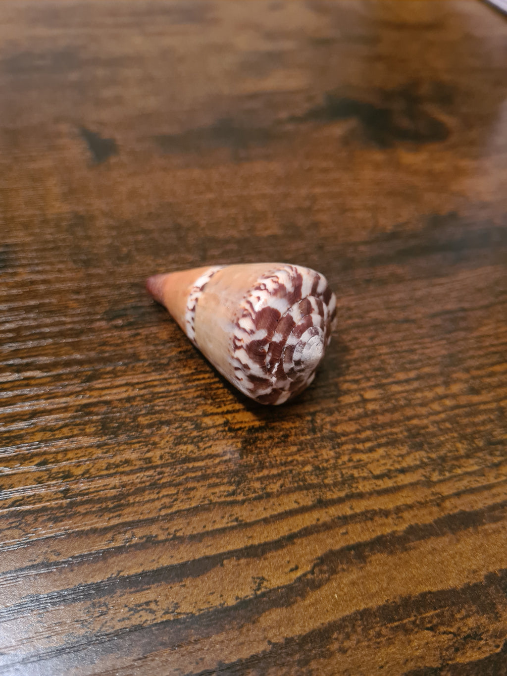 Coquillage Conus