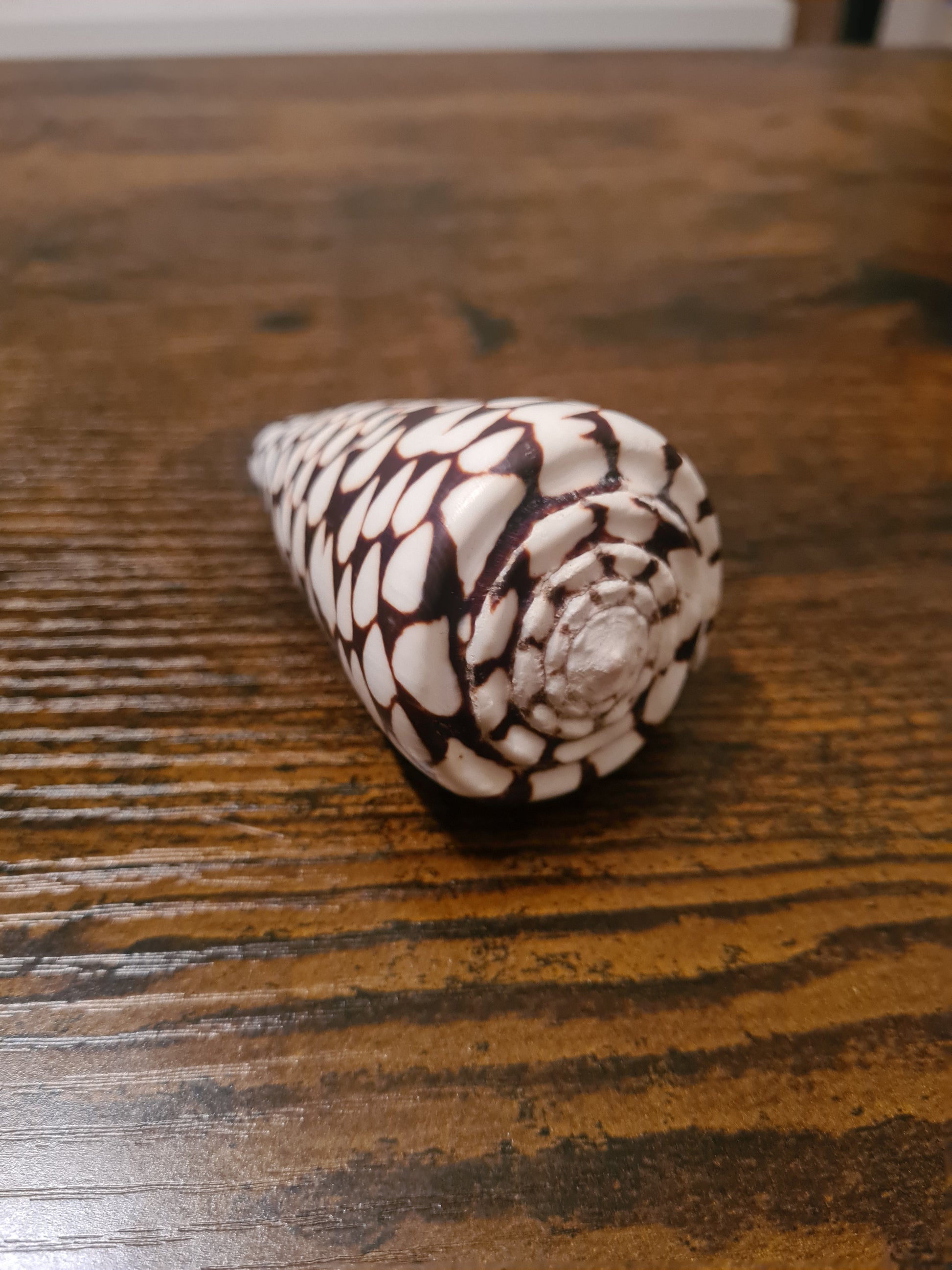 Coquillage Conus