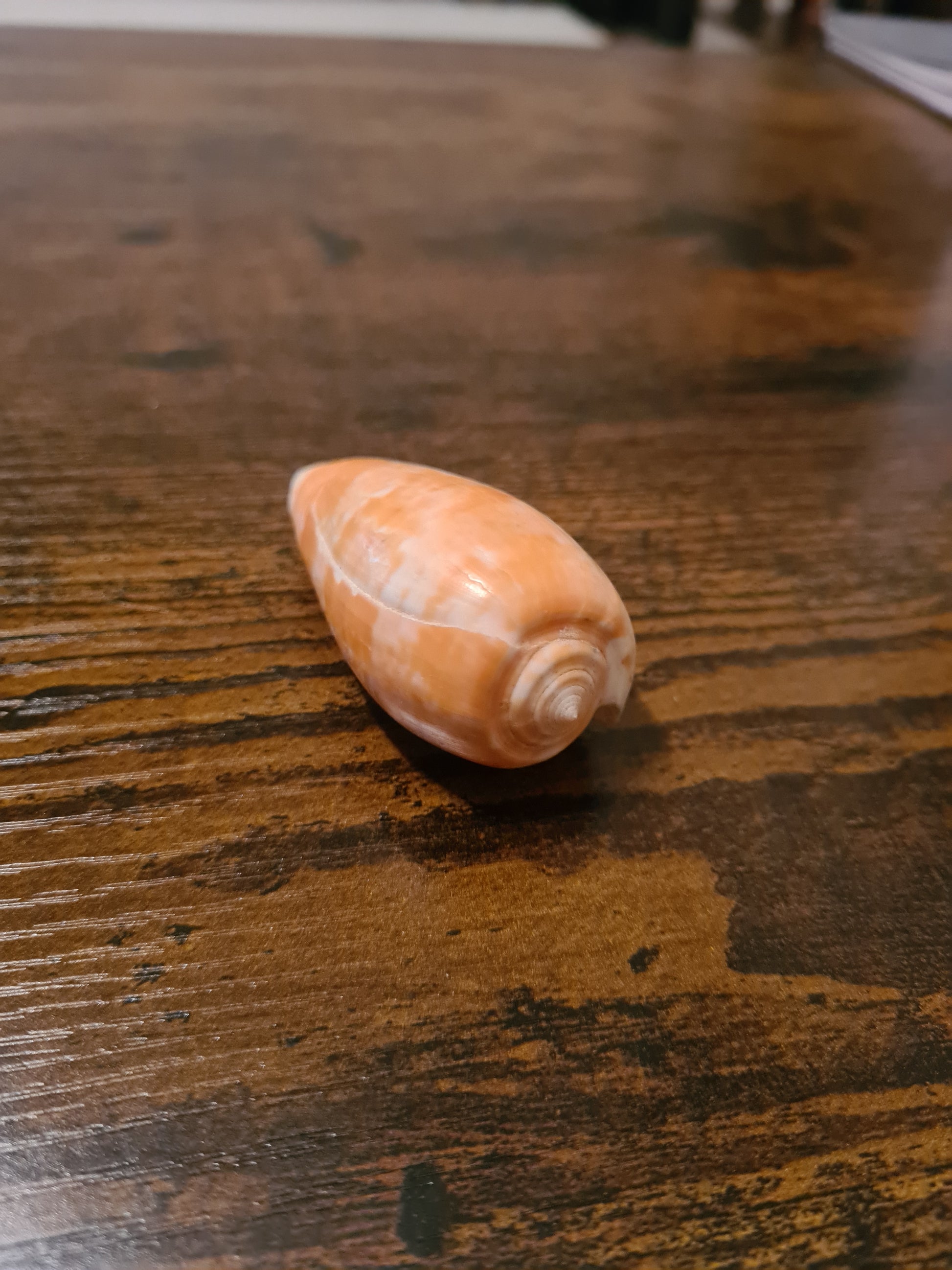 Coquillage Conus
