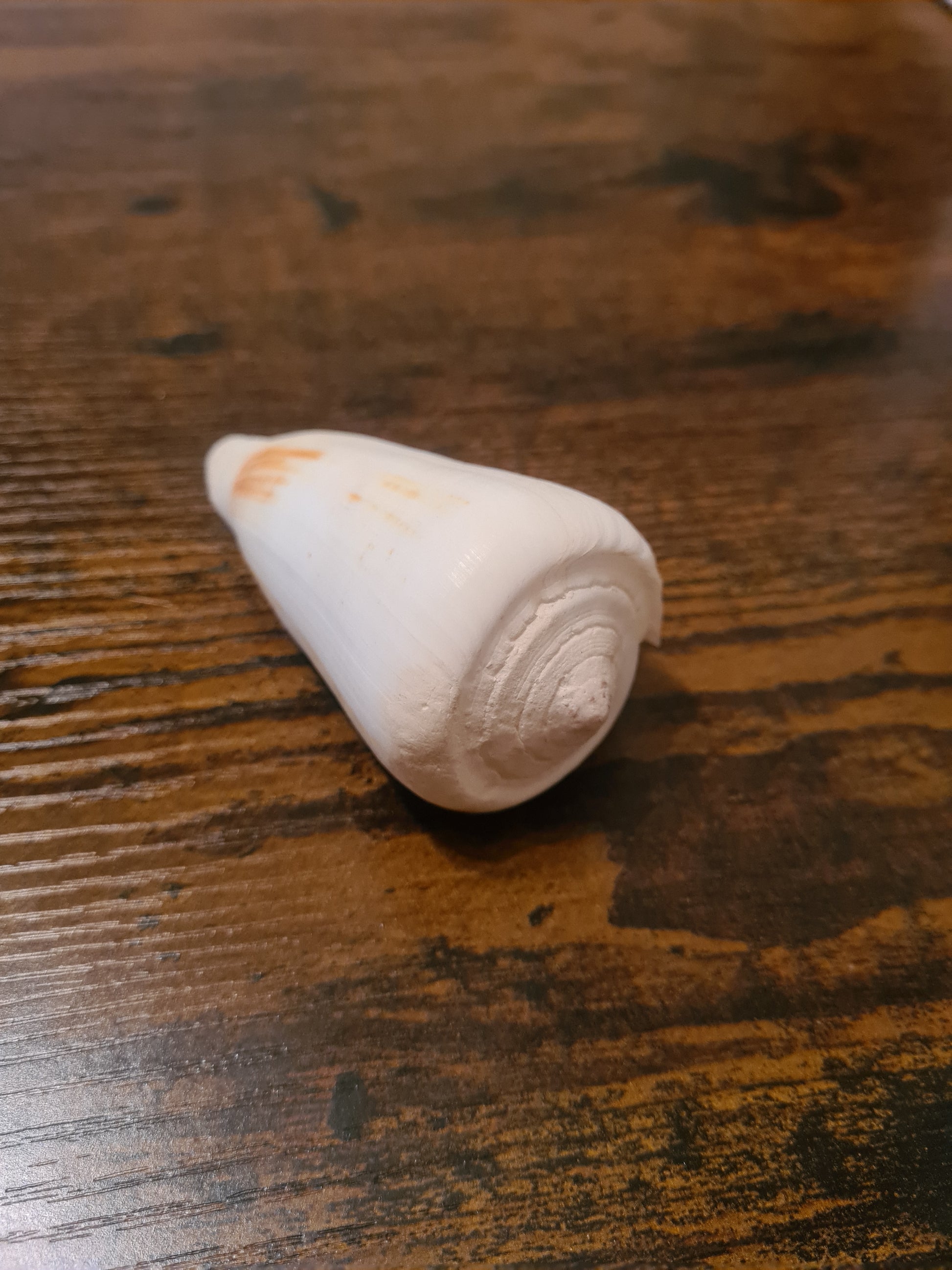 Coquillage Conus