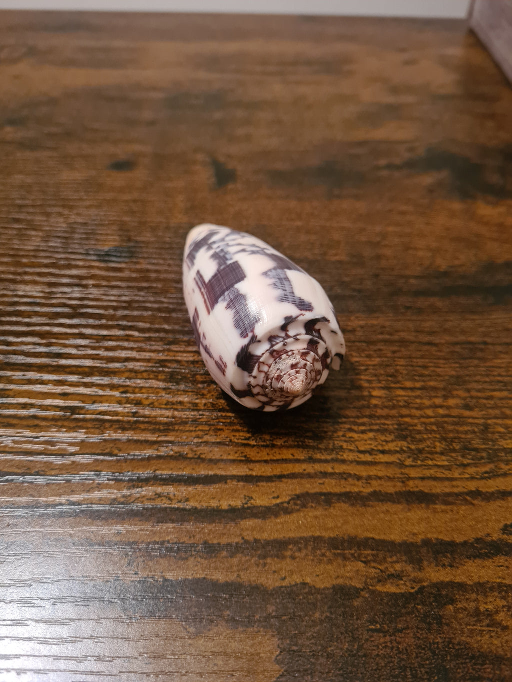 Coquillage Conus