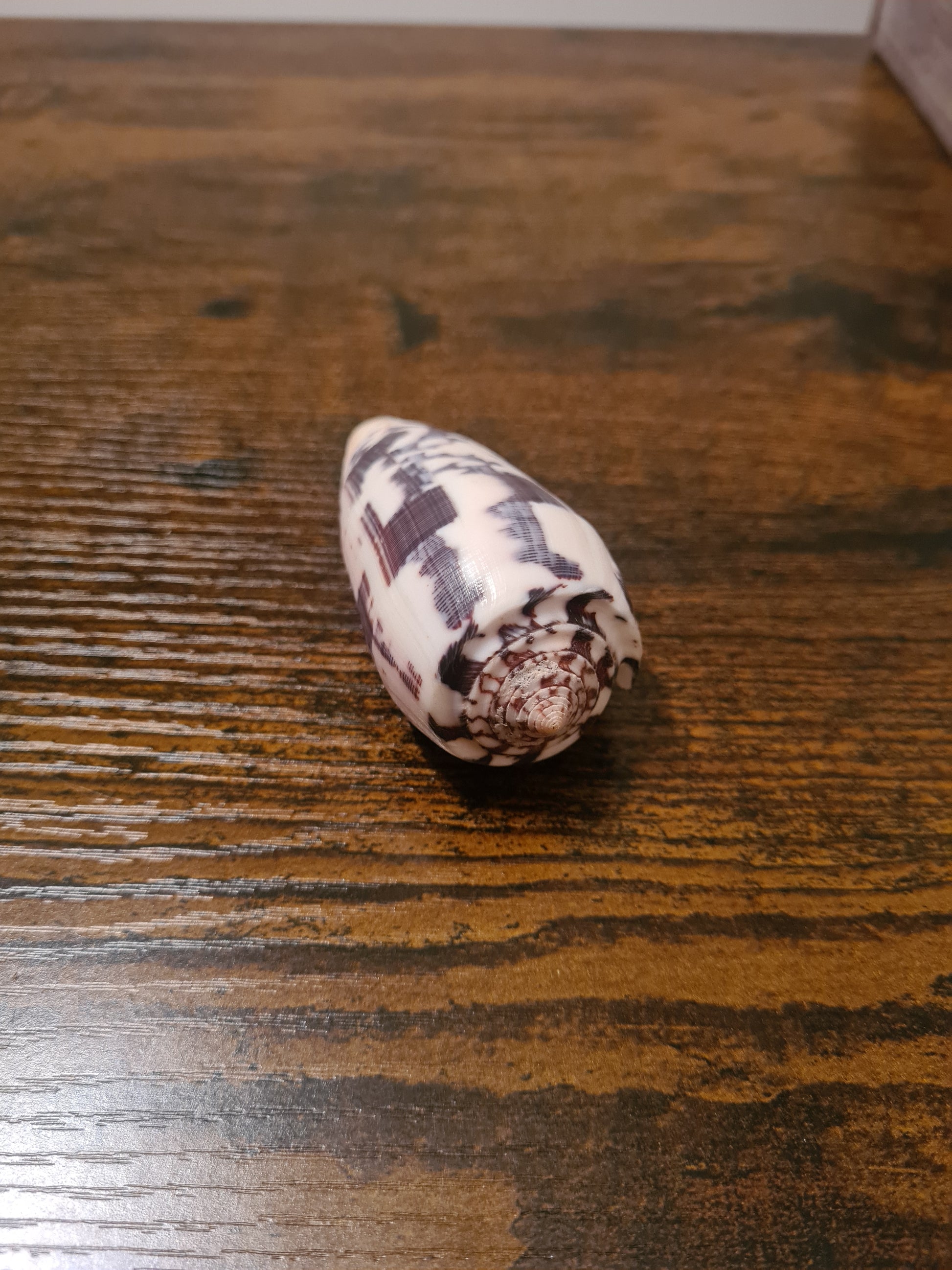 Coquillage Conus