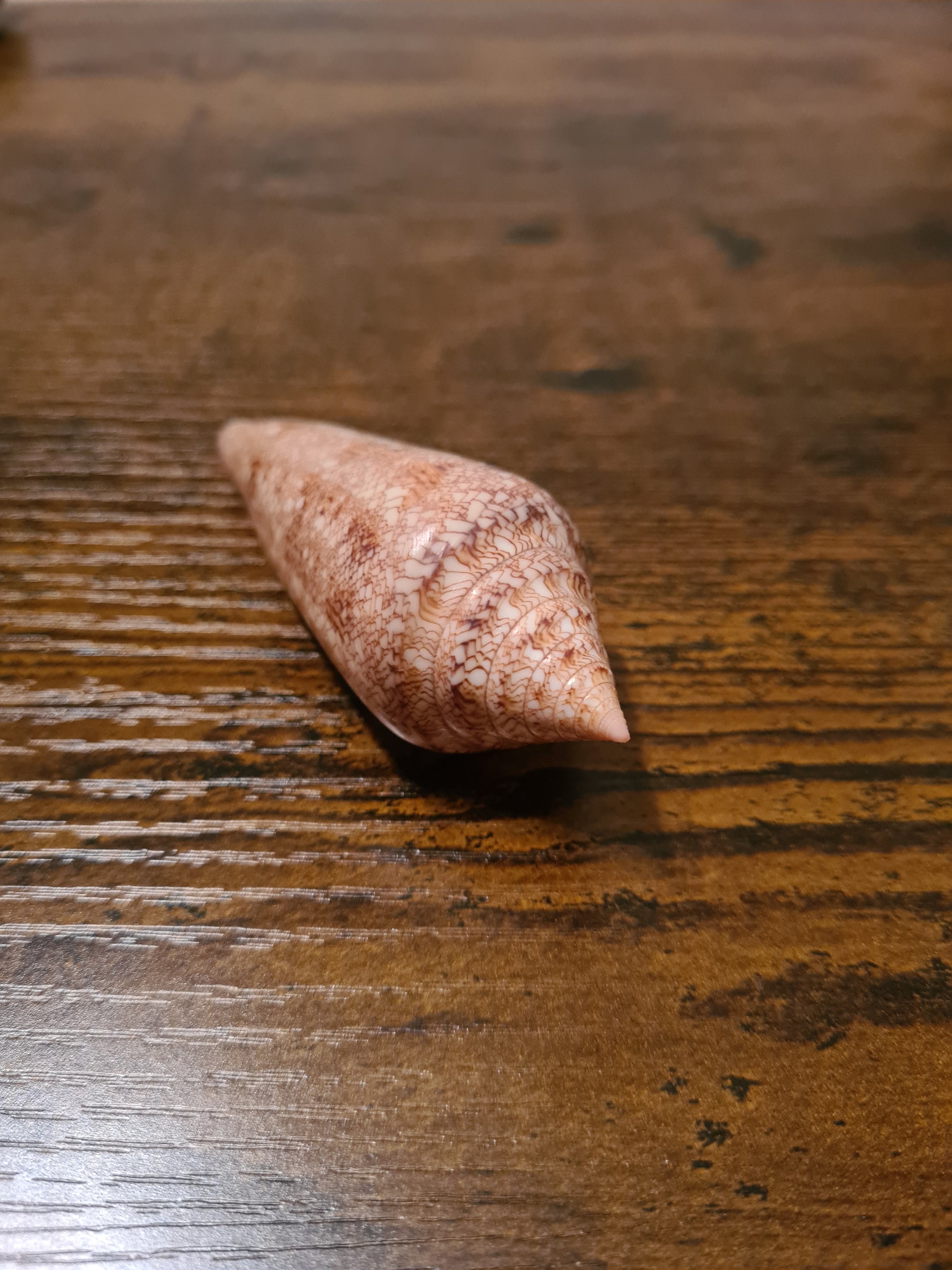 Coquillage Conus