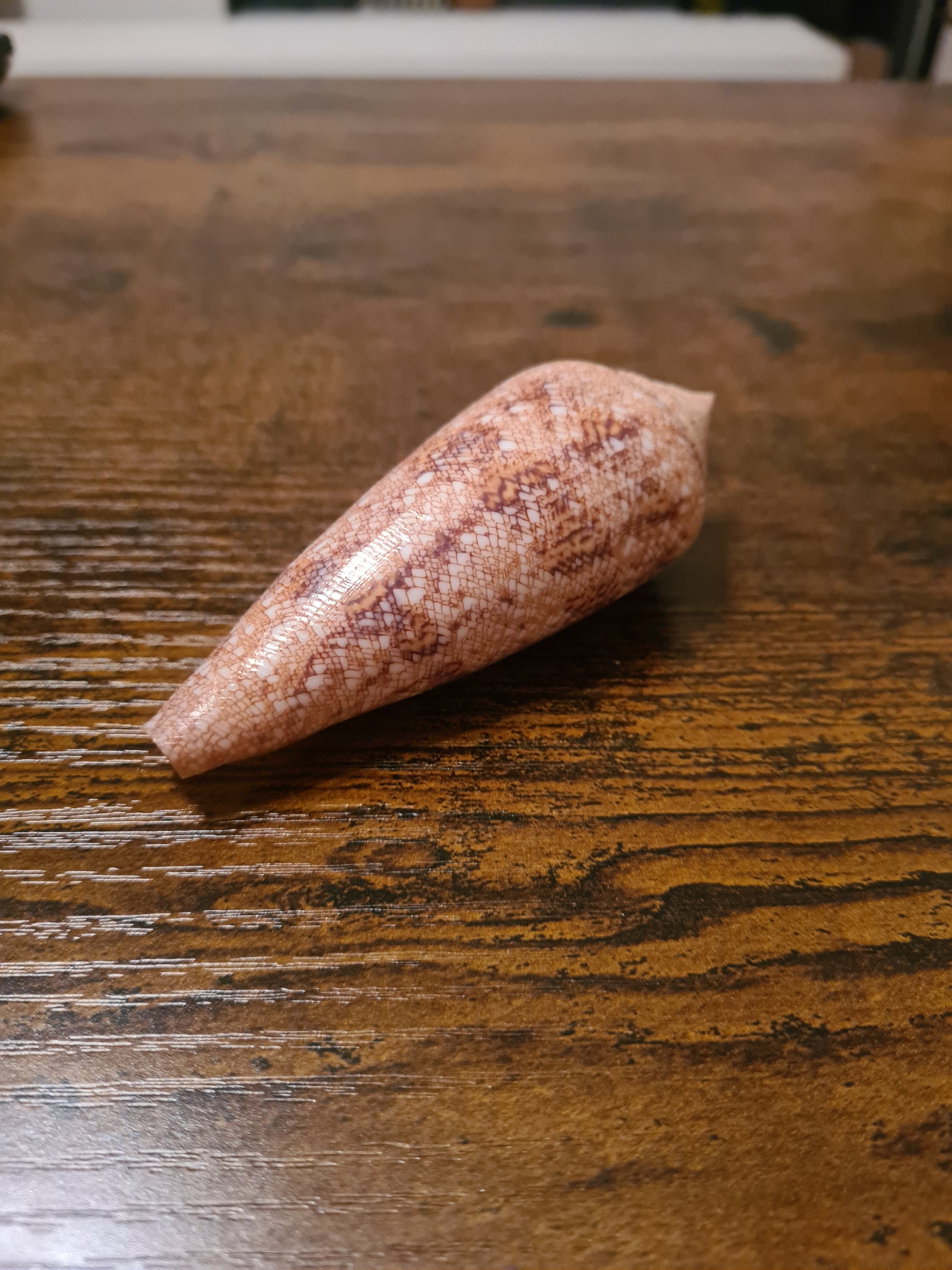 Coquillage Conus
