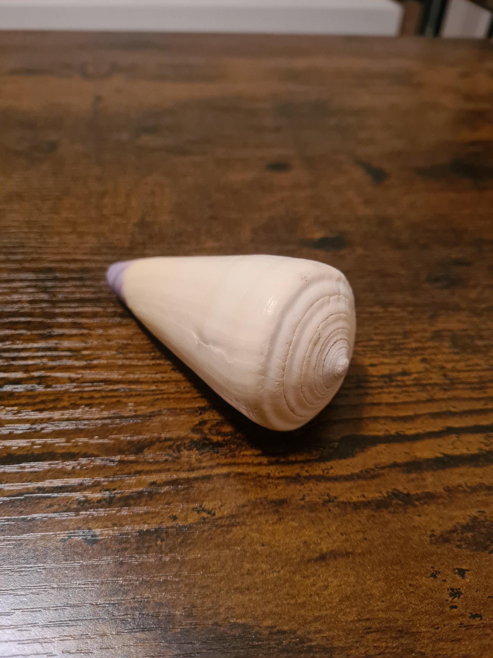 Coquillage Conus