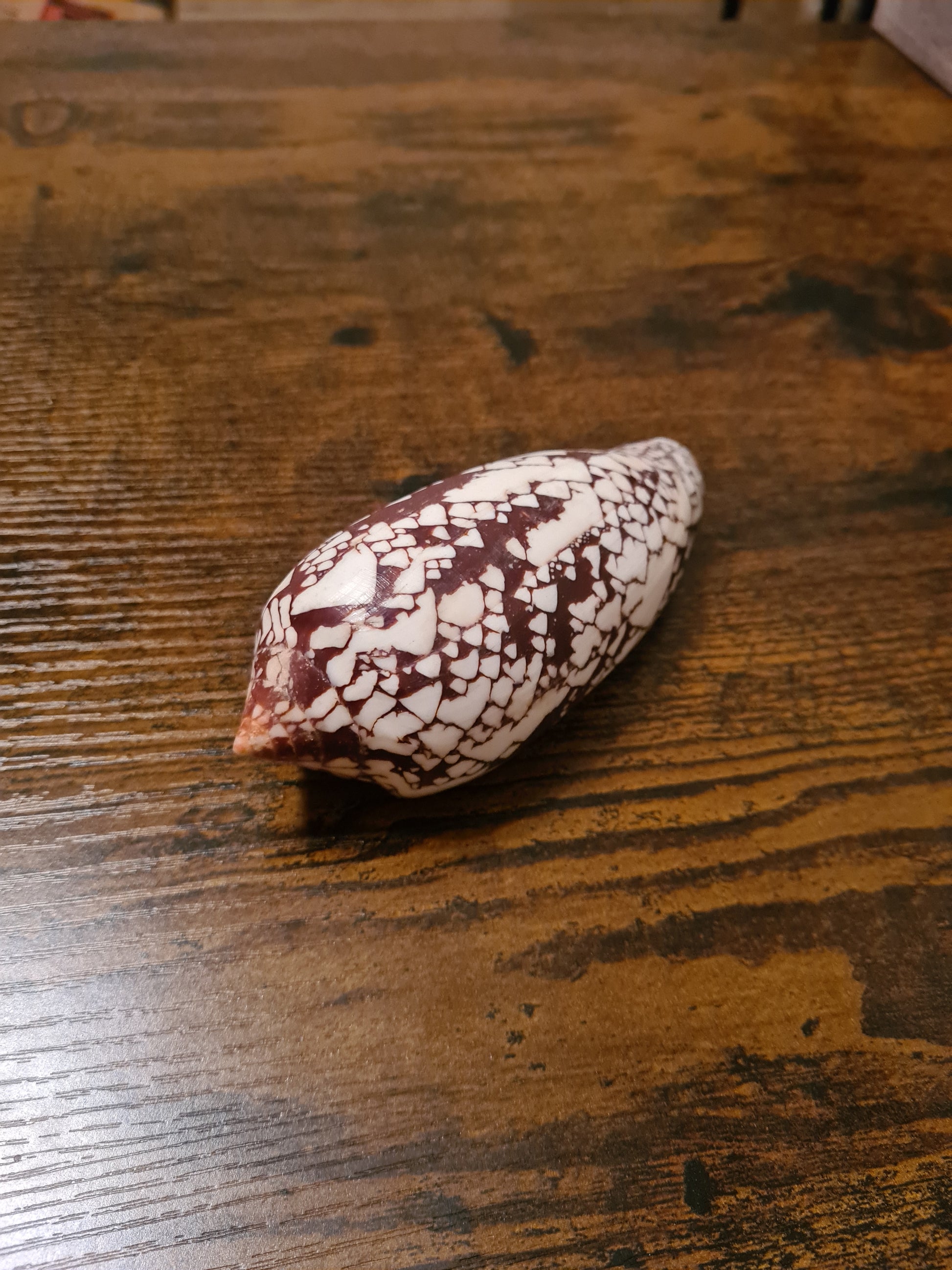 Coquillage Conus