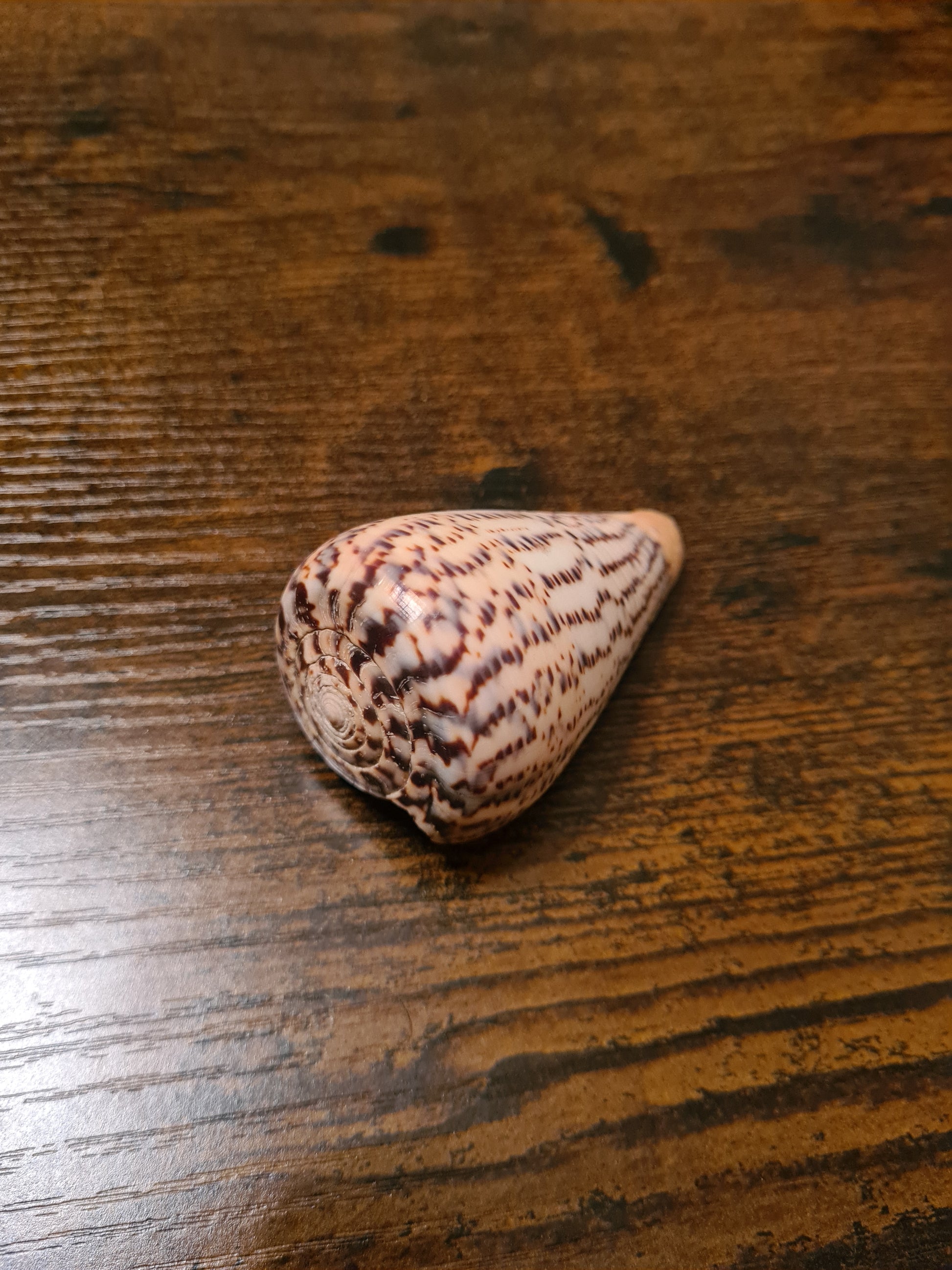 Coquillage Conus