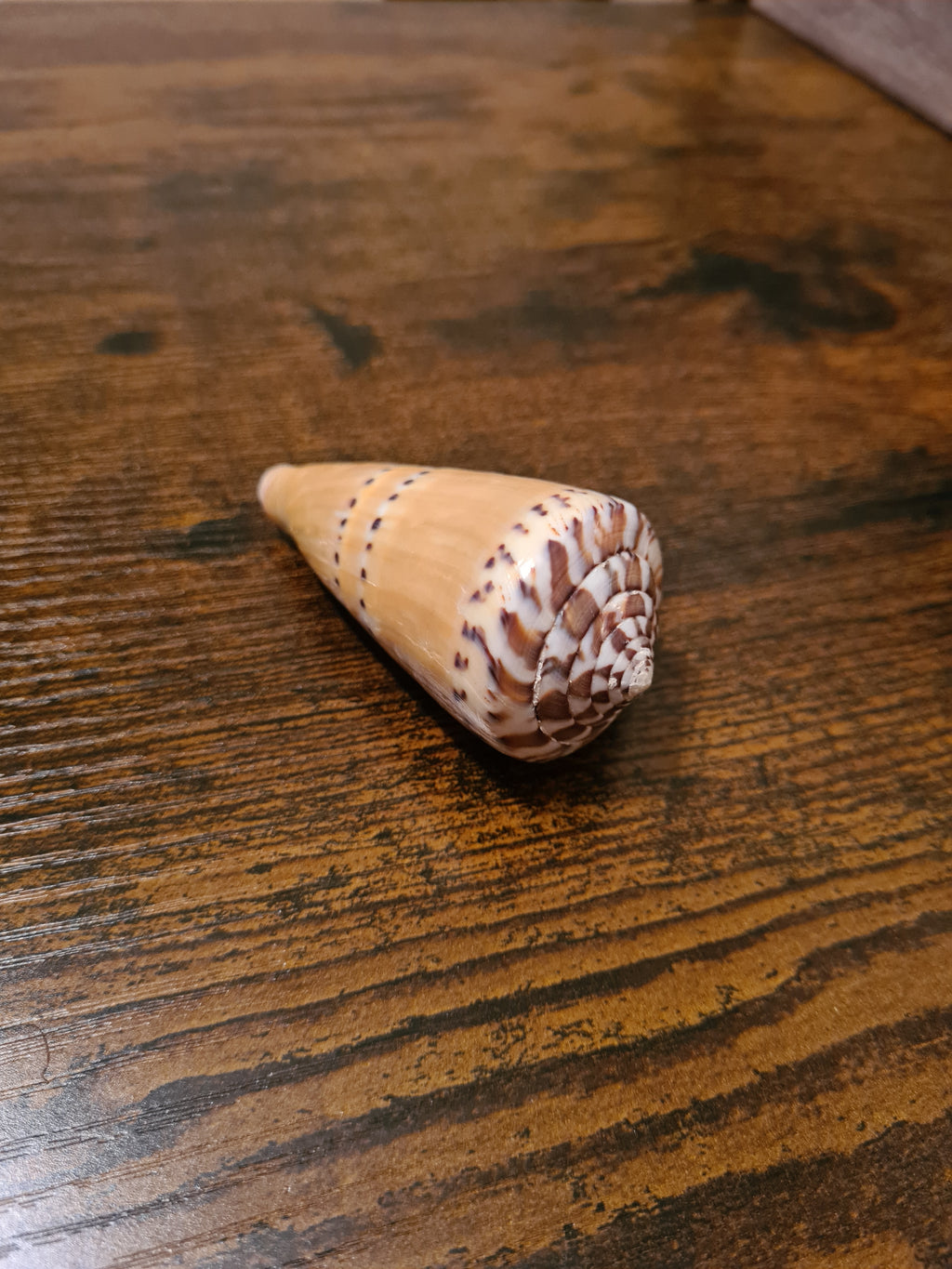 Coquillage Conus