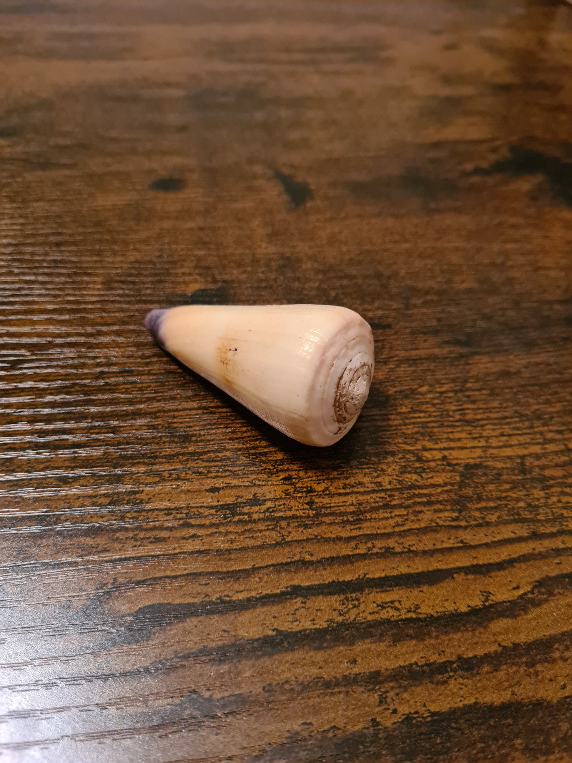 Coquillage Conus