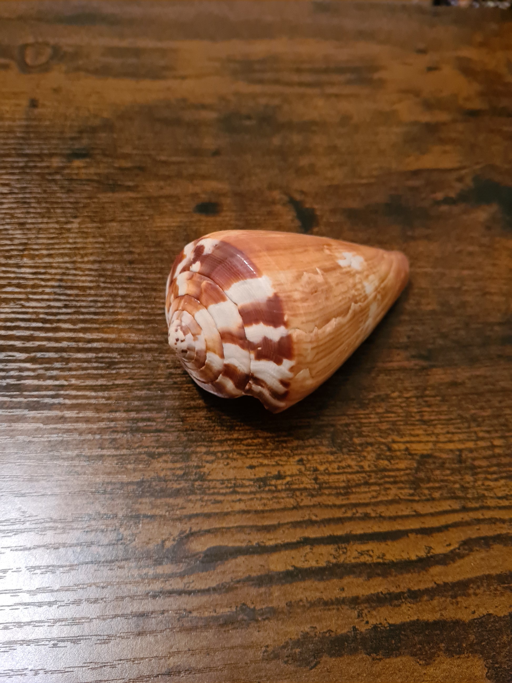 Coquillage Conus