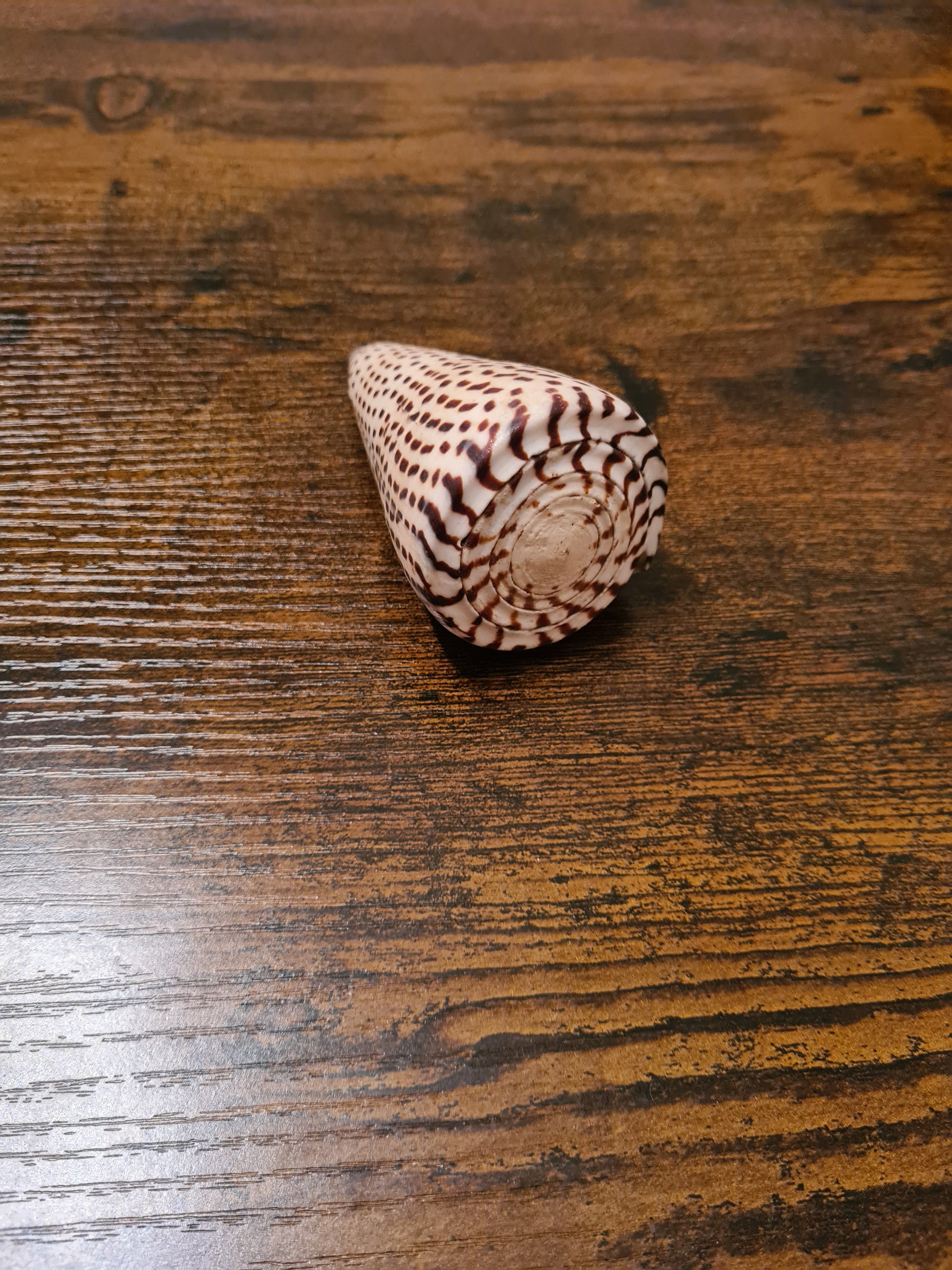 Coquillage Conus
